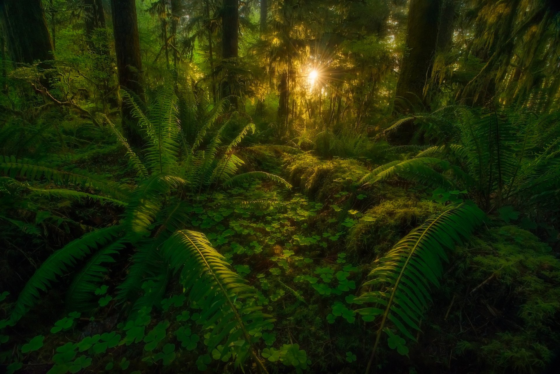 Lush Green Rainforest at Sunset Image - ID: 307362 - Image Abyss