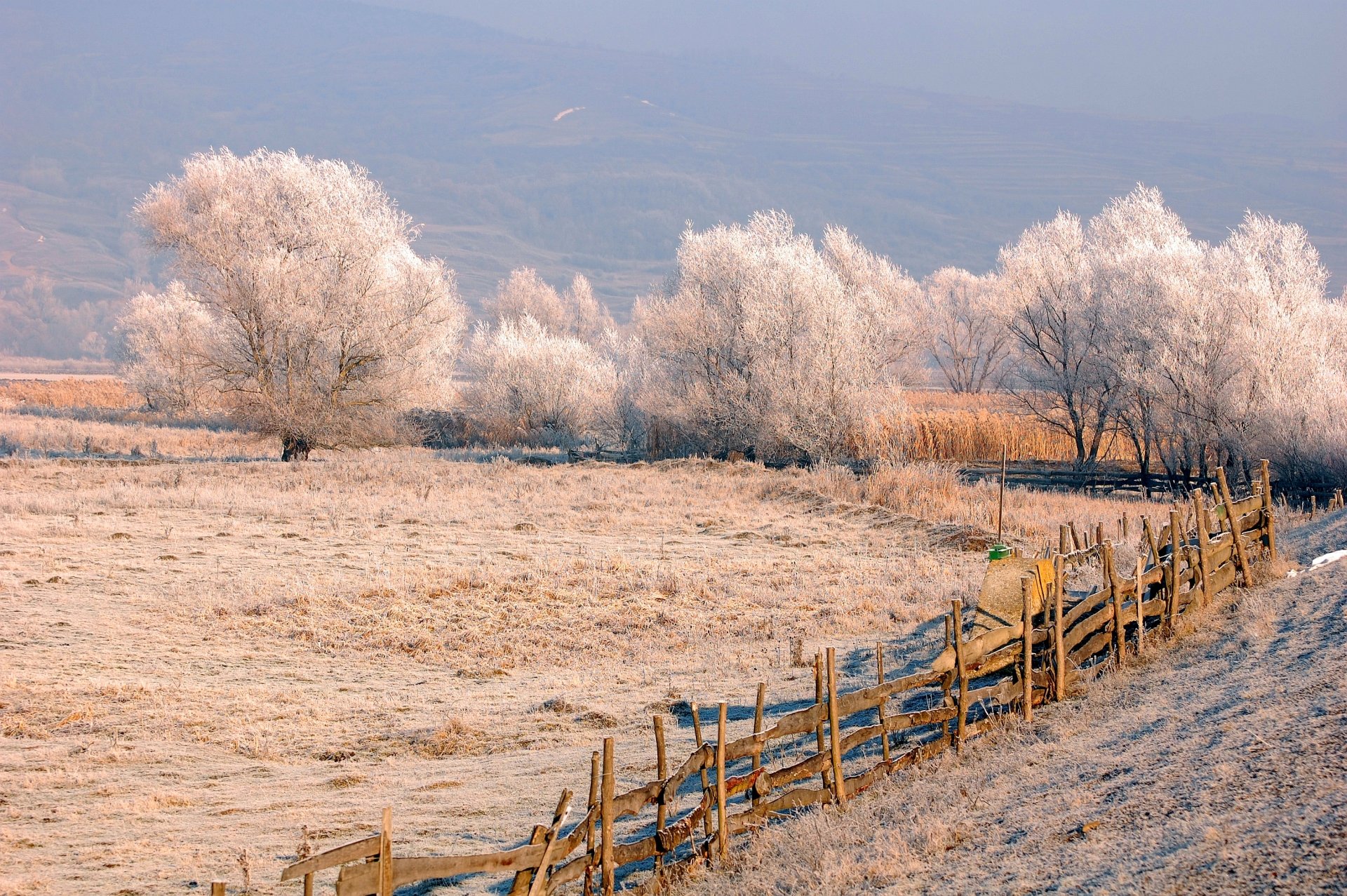  White Trees