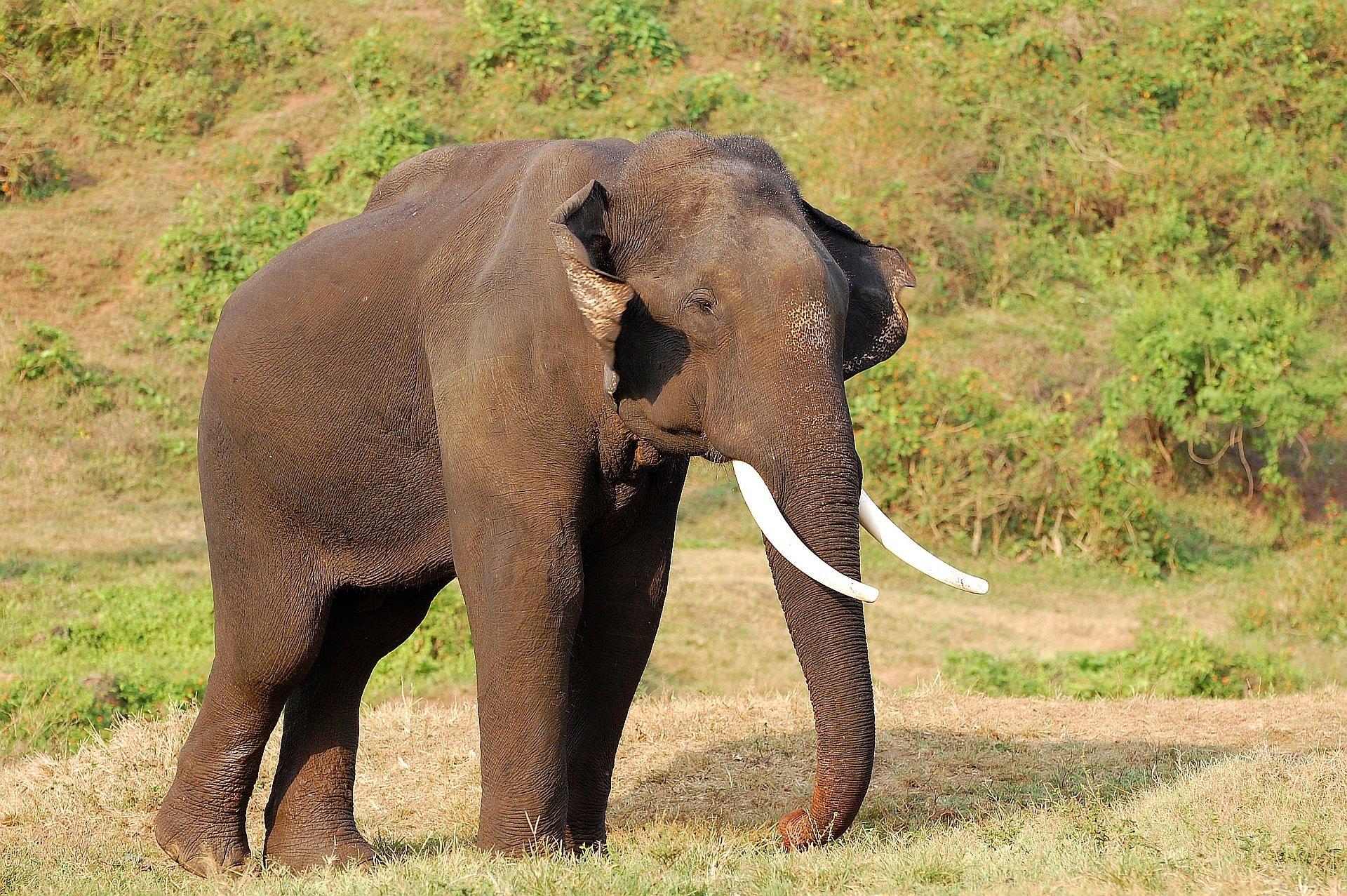  Elephant Walk