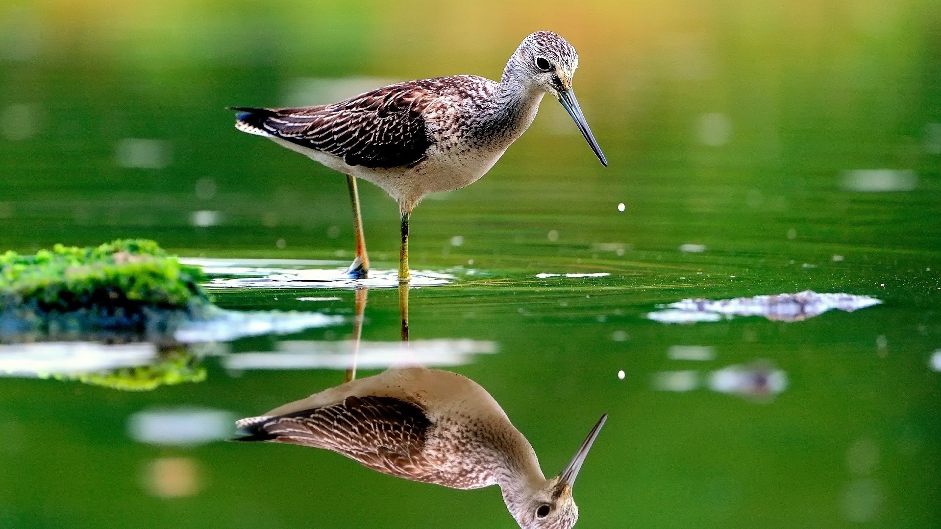 A bird stands in shallow water with its reflection clearly visible, surrounded by green aquatic plants.