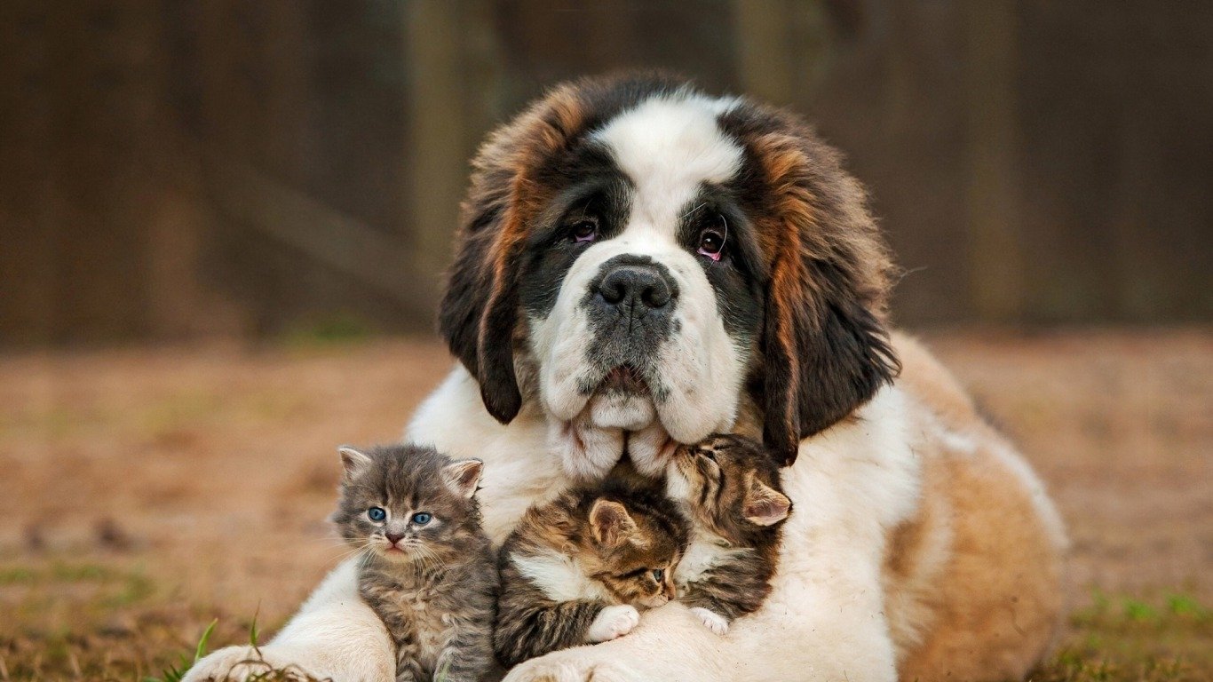 A gentle St. Bernard rests on the ground, embraced by two playful kittens, showcasing a heartwarming bond between a dog and cats in a peaceful outdoor setting.