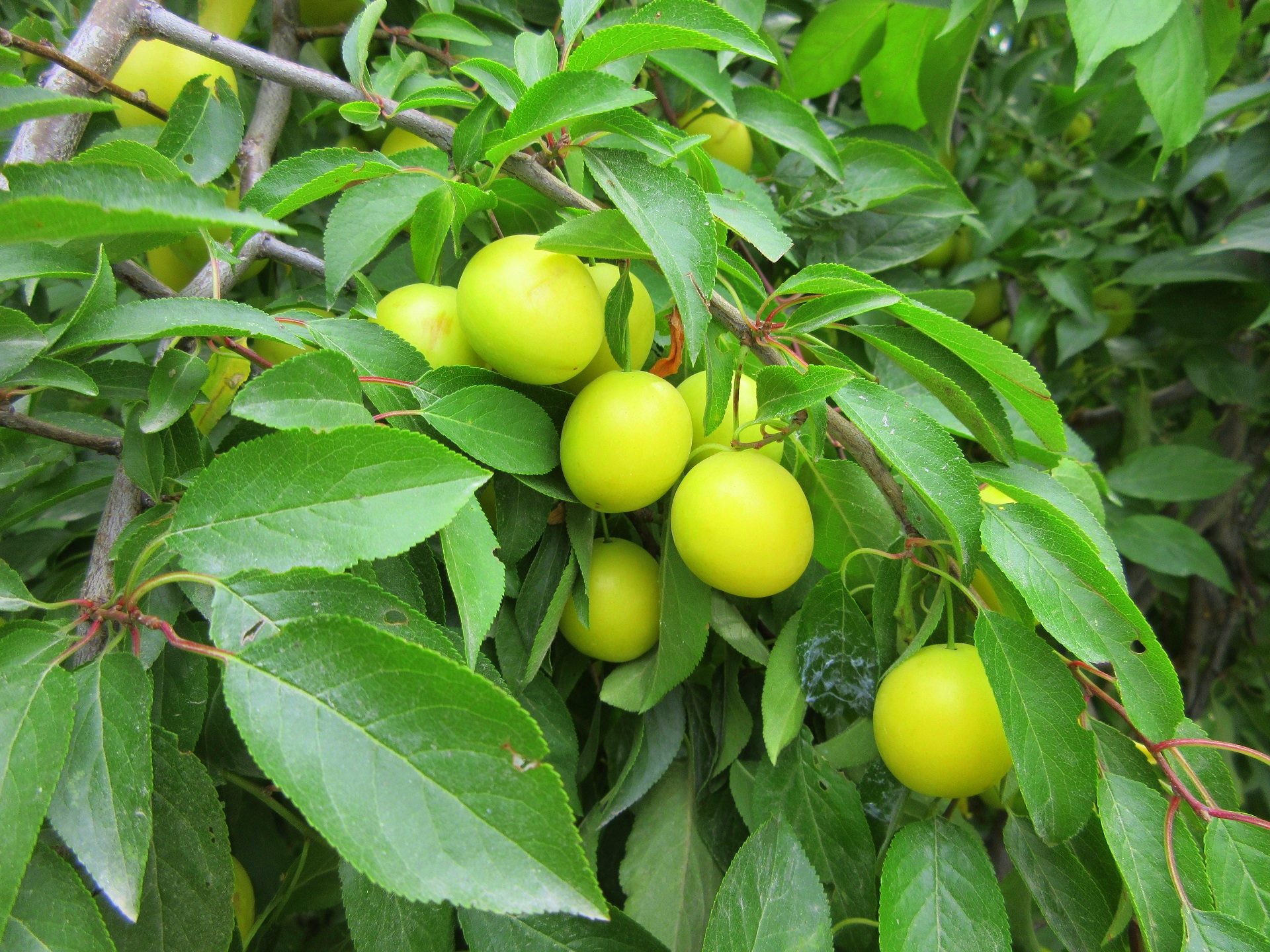 food plum Image
