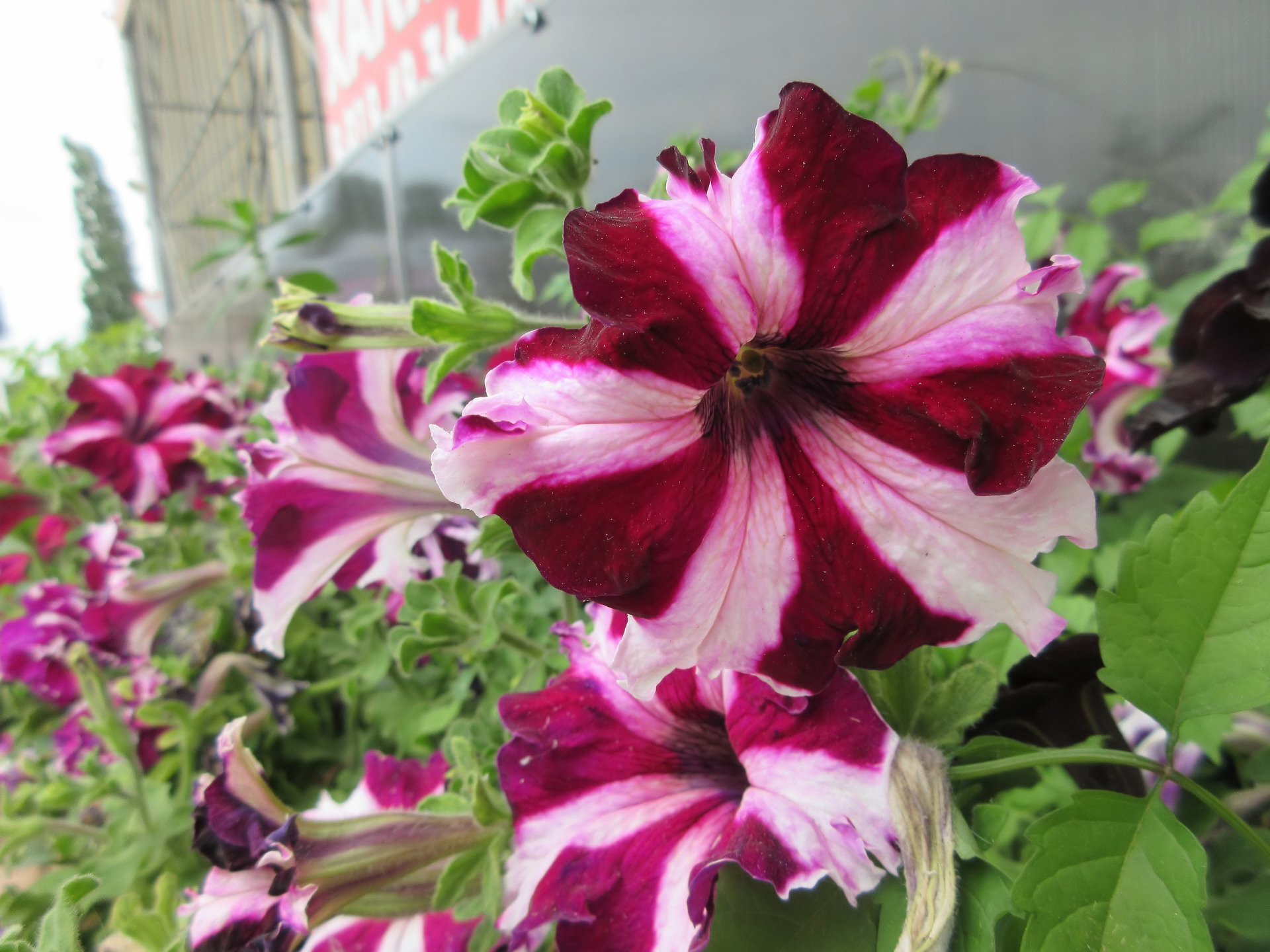 nature petunia Image