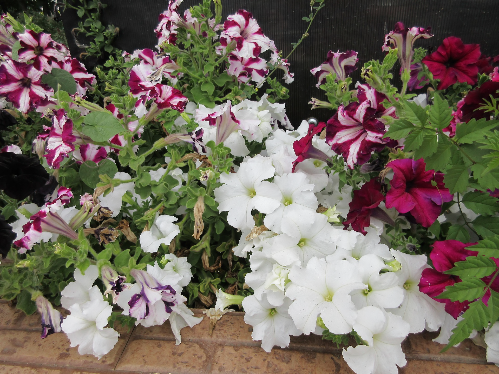nature petunia Image