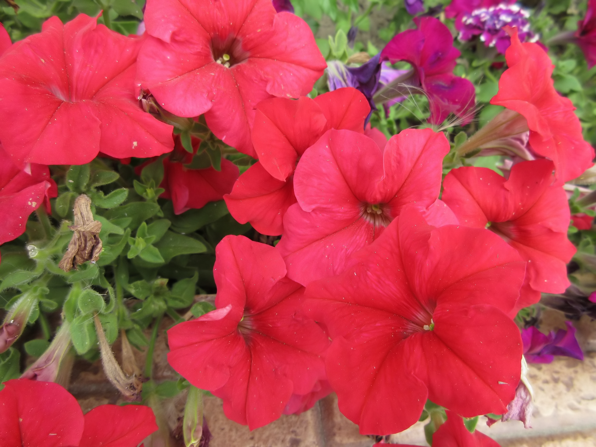 nature petunia Image
