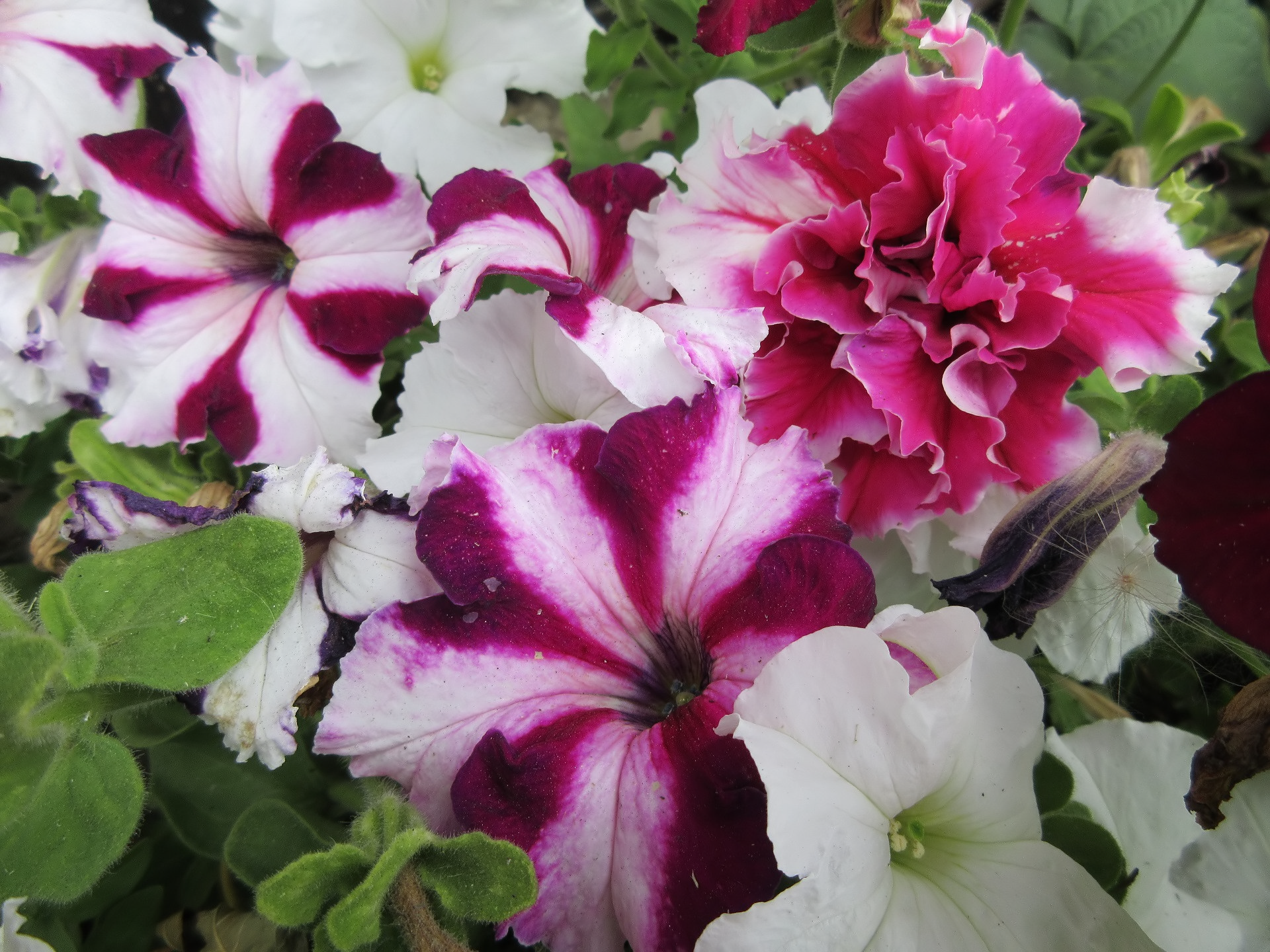 nature petunia Image