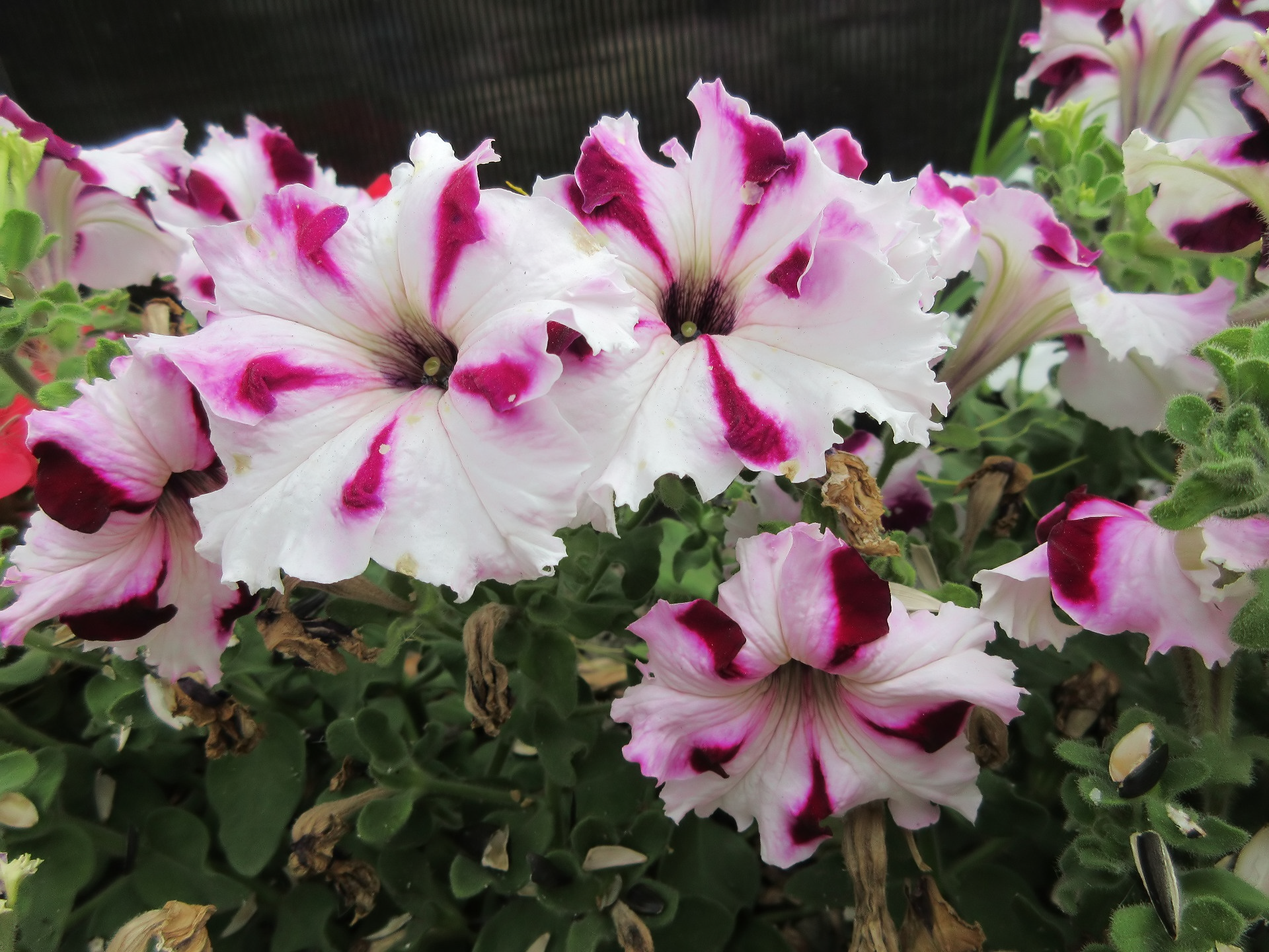 nature petunia Image