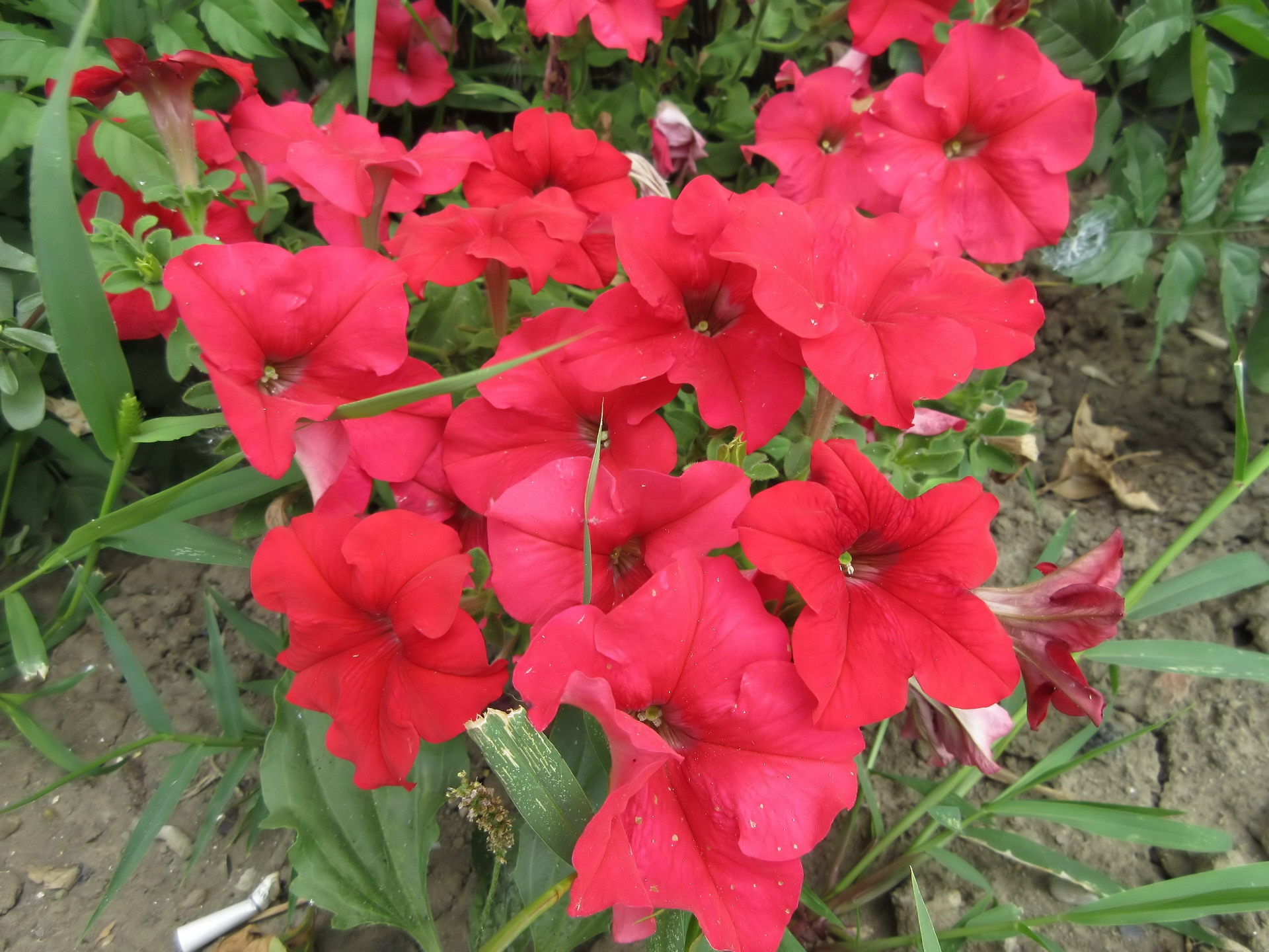 nature petunia Image