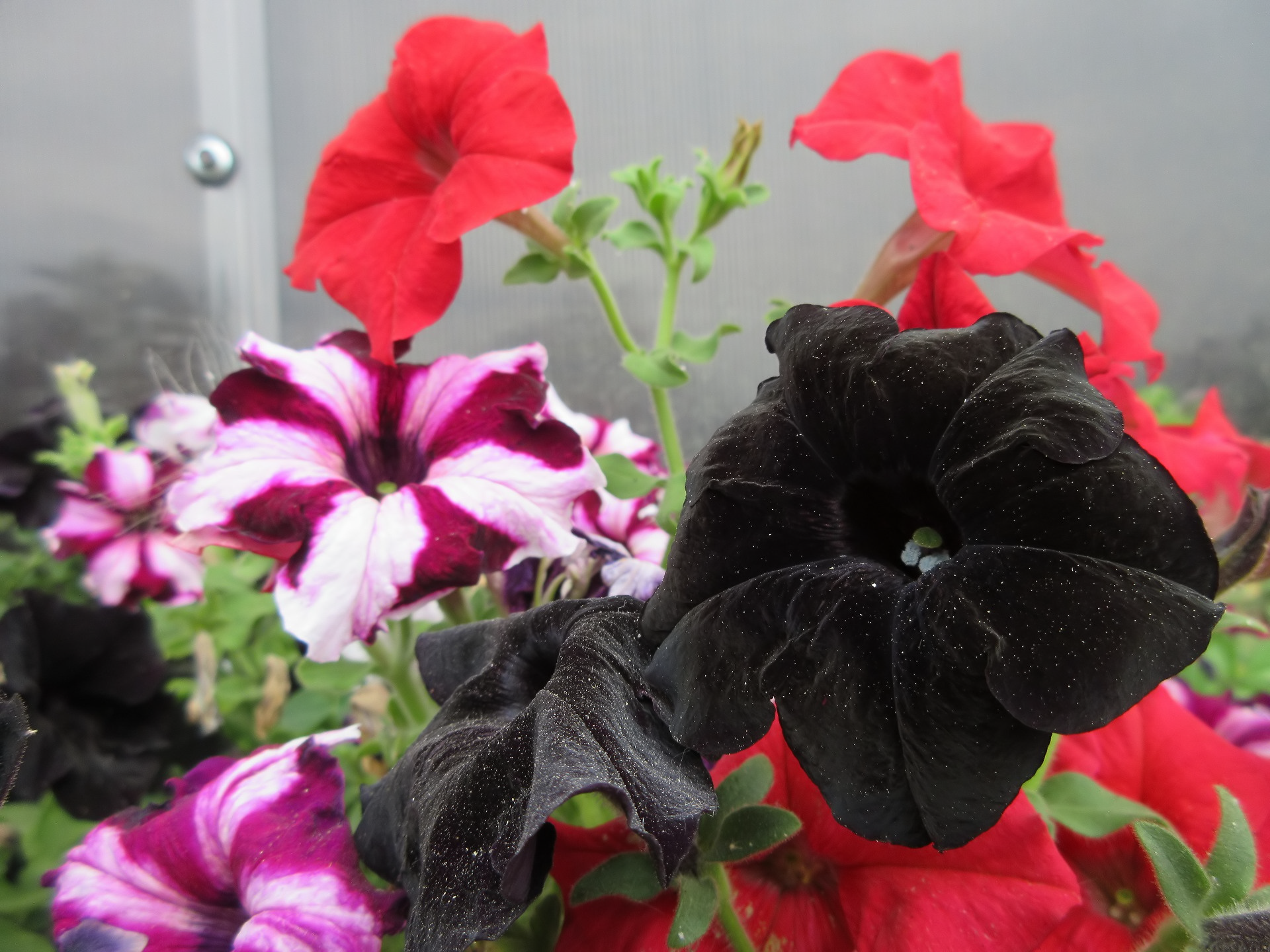 nature petunia Image