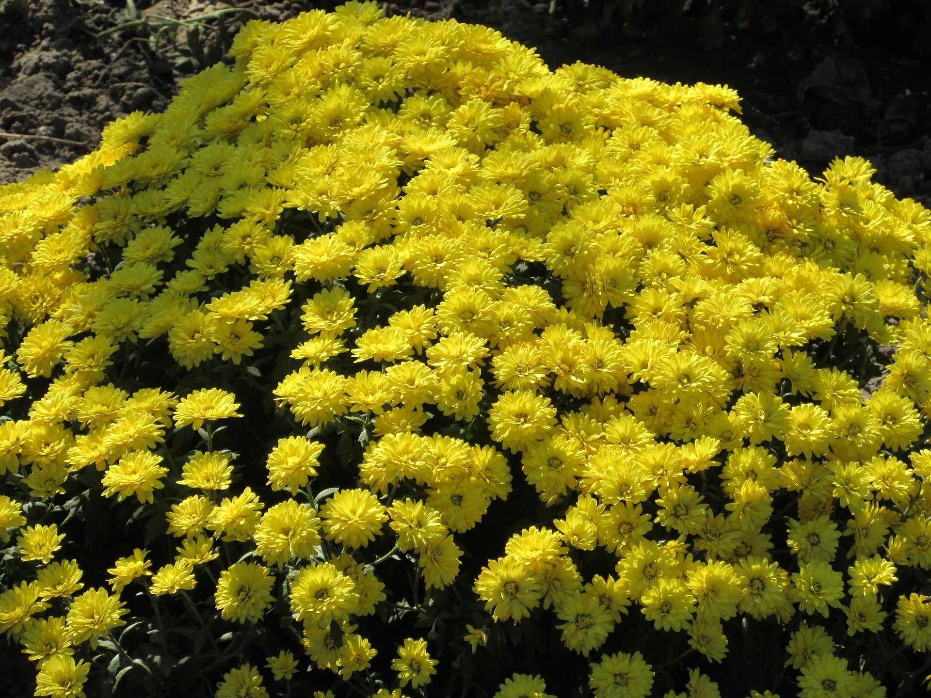 nature chrysanthemum Image
