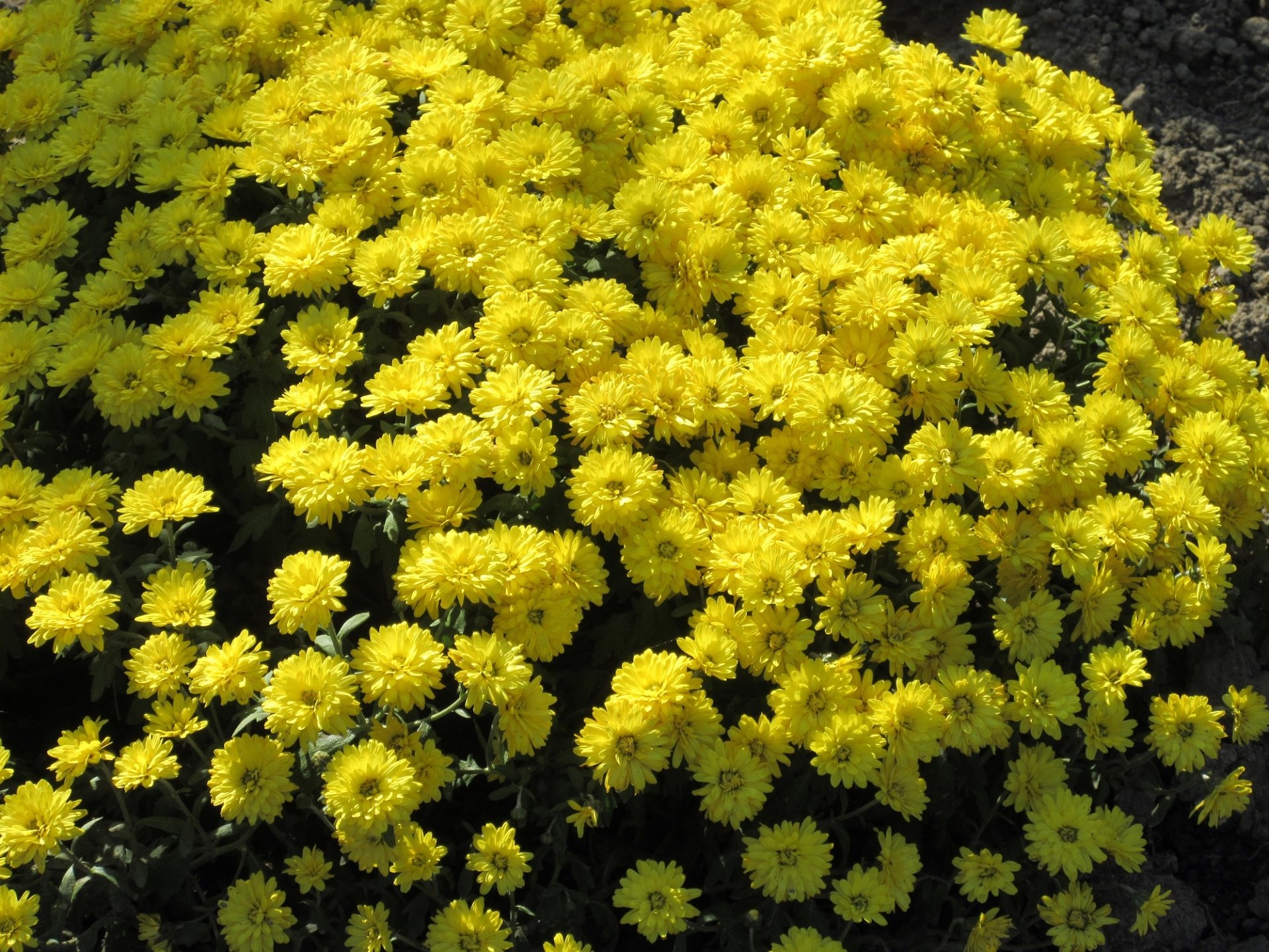 nature chrysanthemum Image