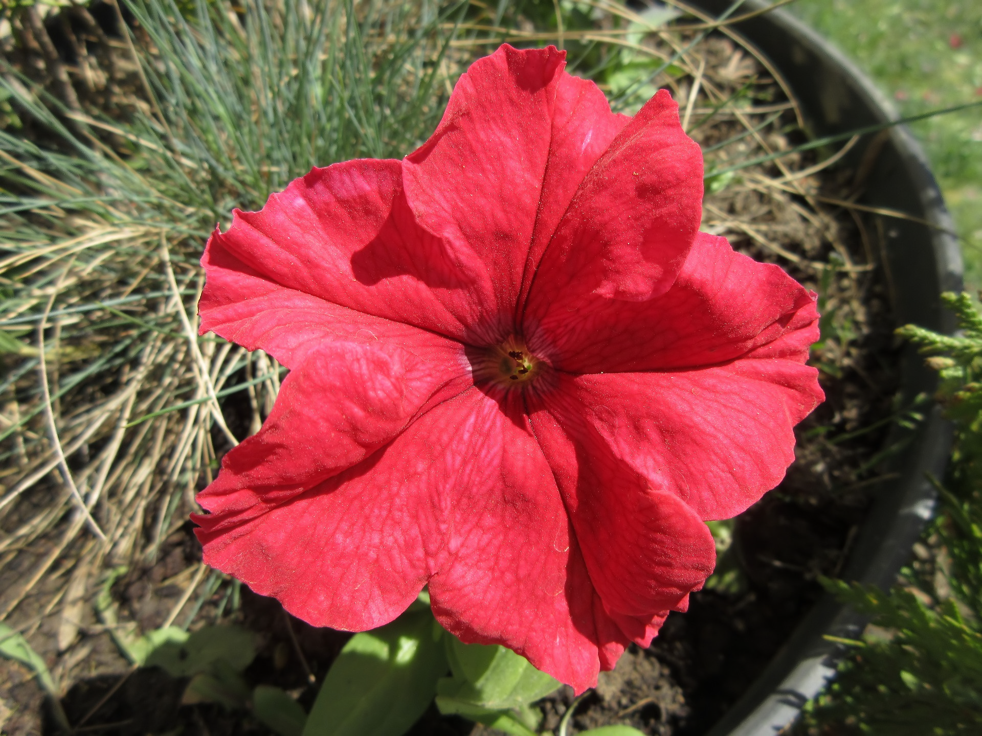 nature petunia Image