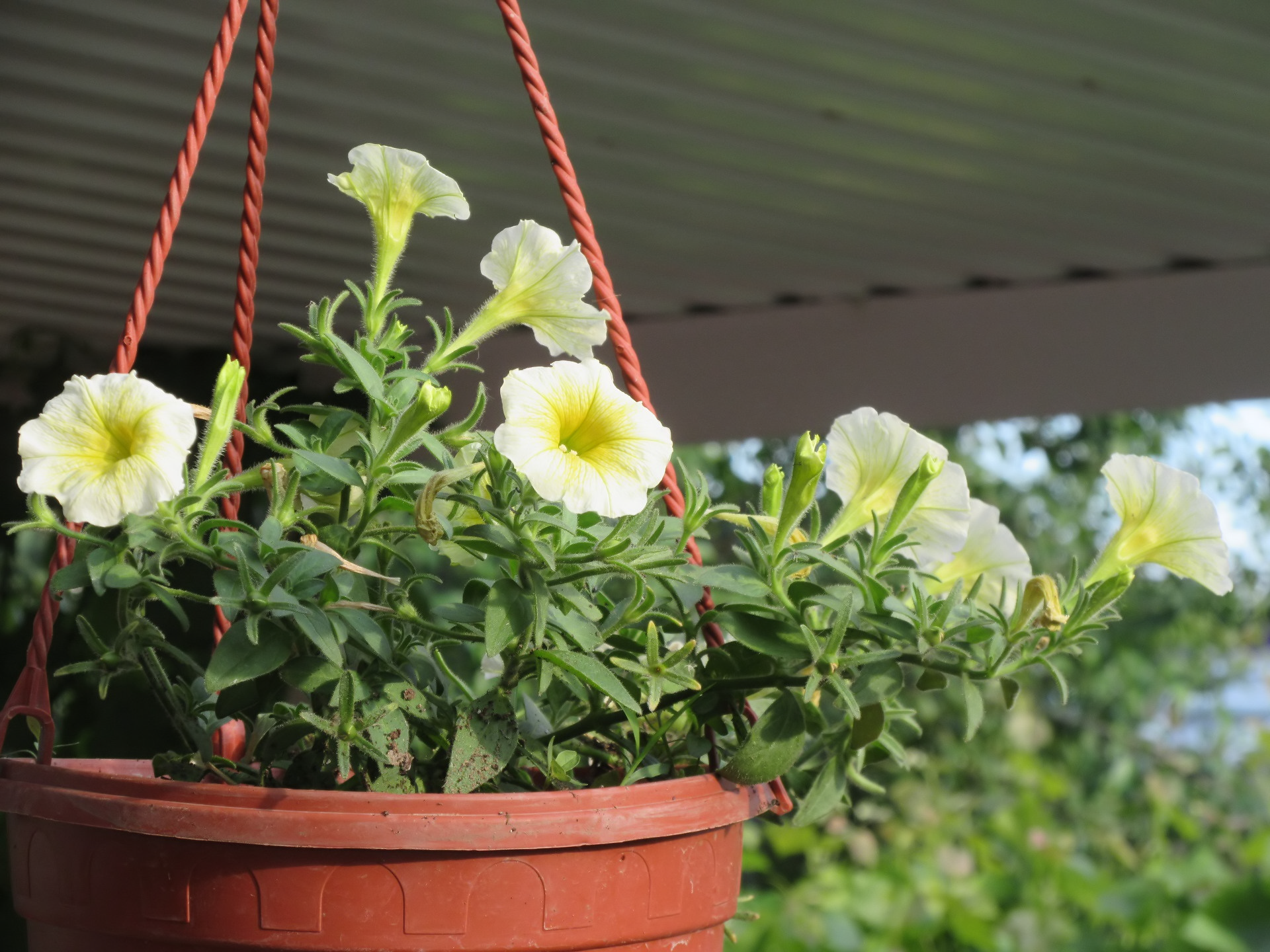 nature petunia Image