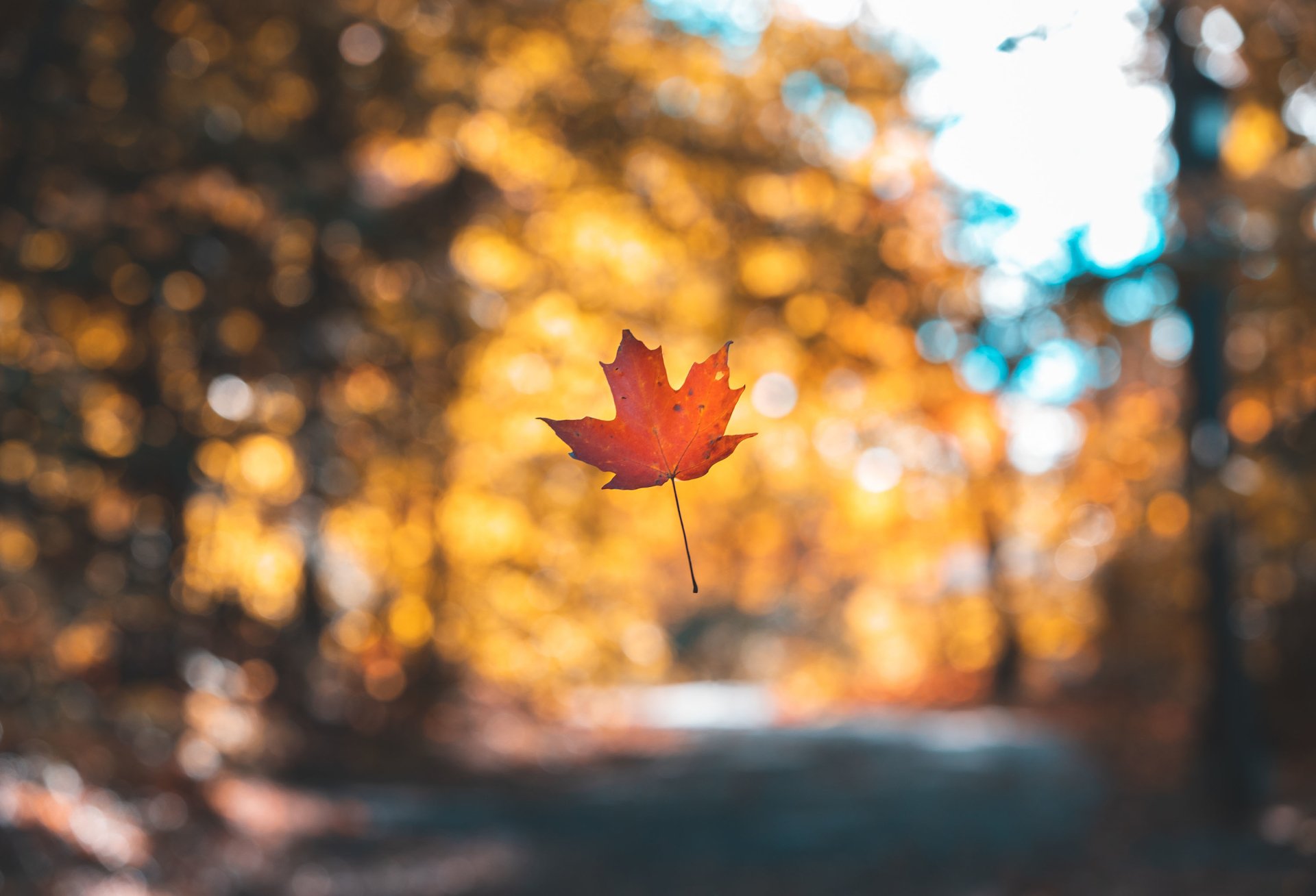  Maple Leaf