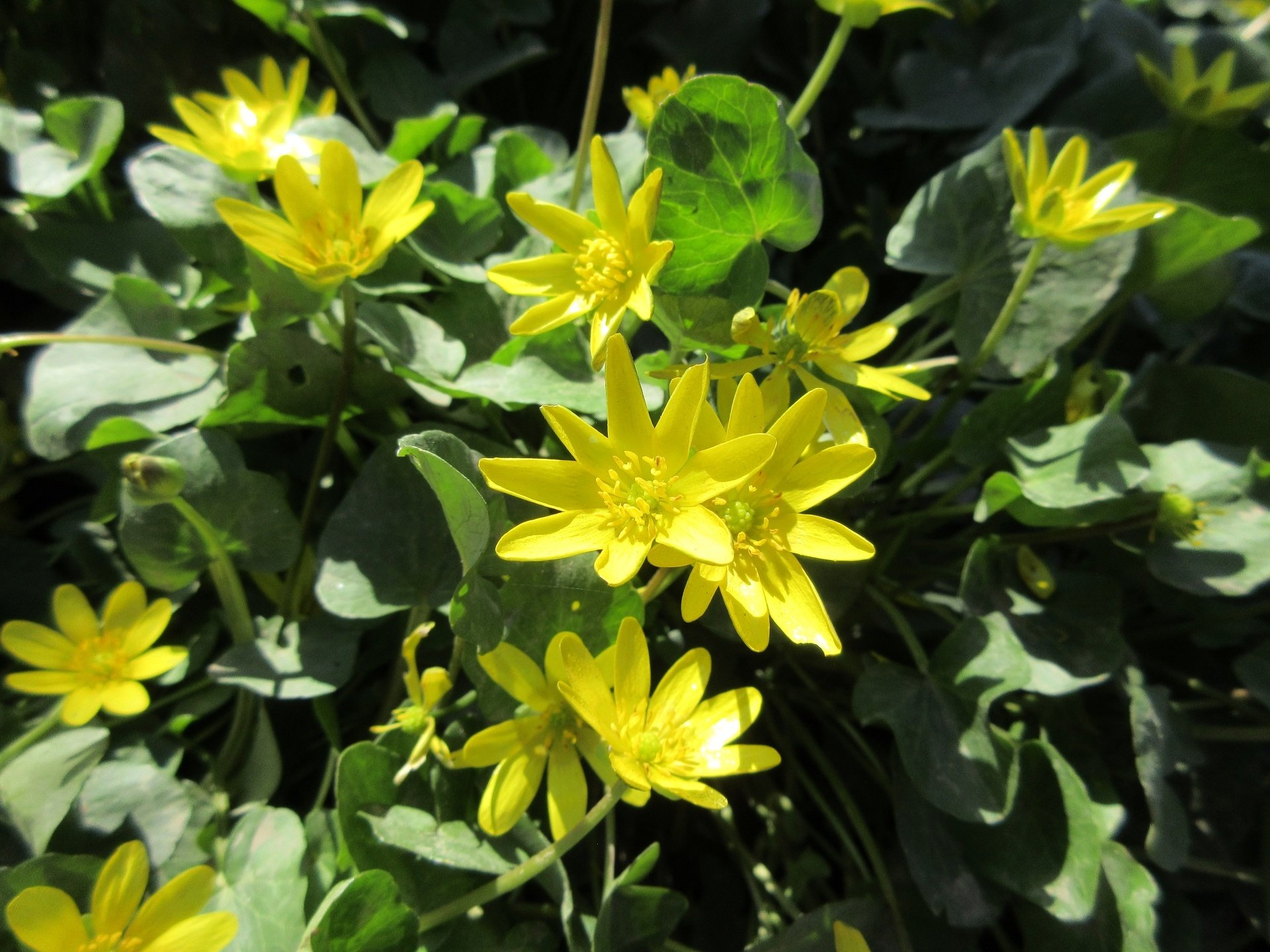 Download Nature Flower Image by Meduzanol