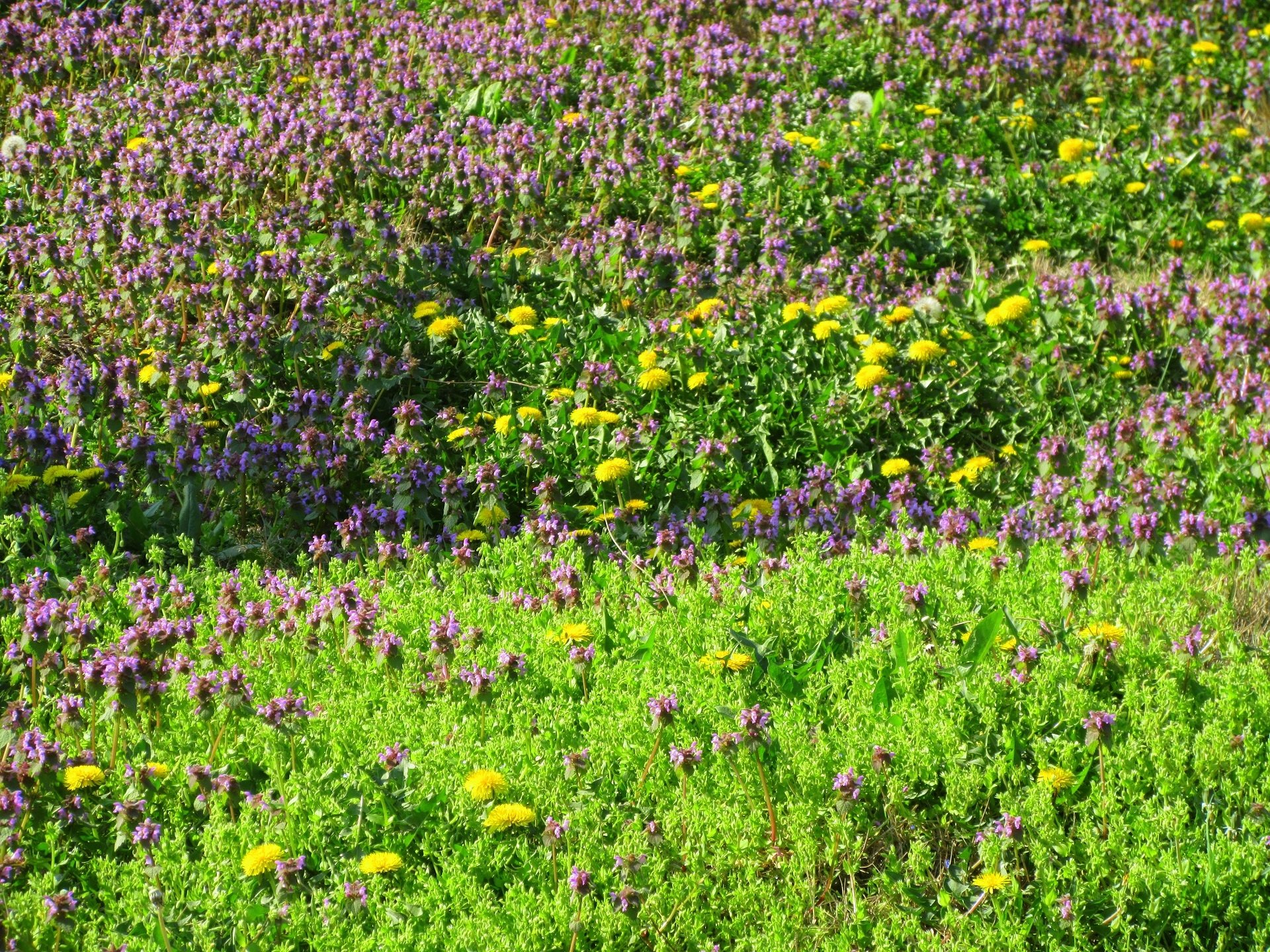 nature meadow Image