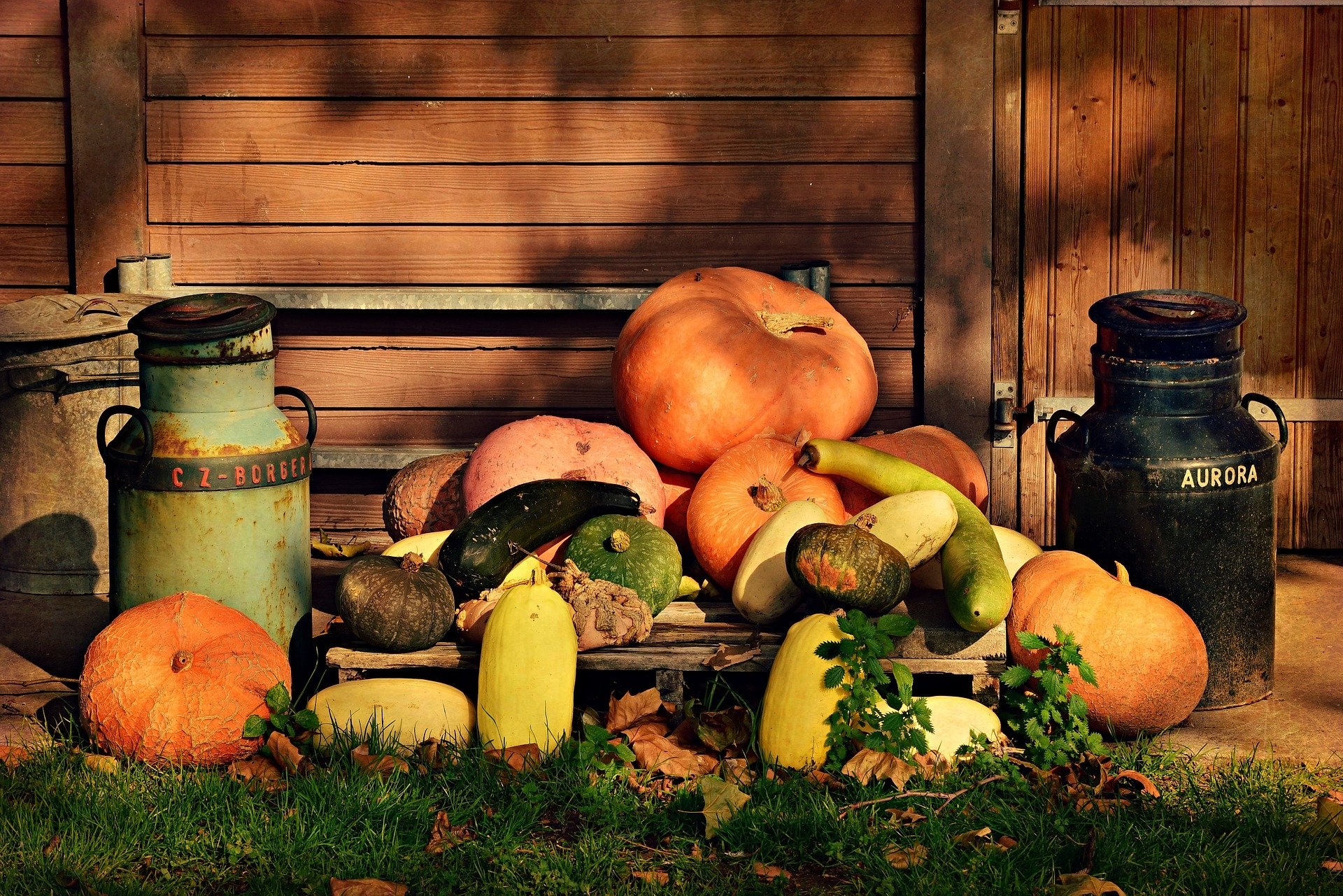  Different Shaped Pumpkins by Mabel Amber