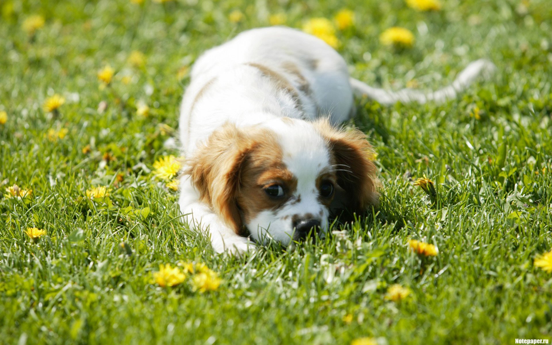 dog Animal King Charles Spaniel Image