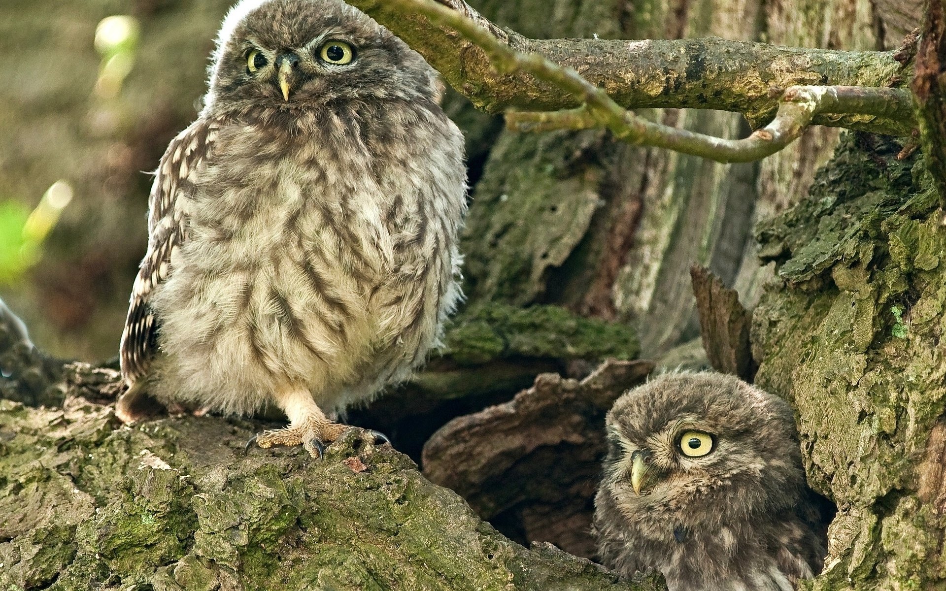 Two small owls perched on mossy tree branches in a forest setting, showcasing their detailed feathers and bright eyes.