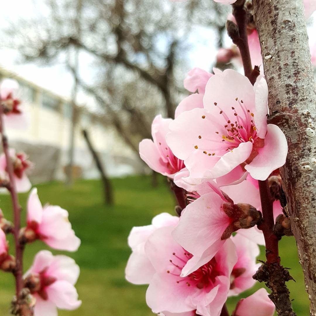 nature blossom Image