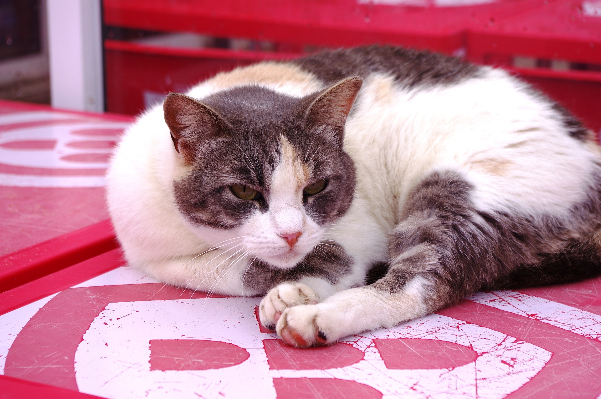Brown and White Cat by Dust in the Wind