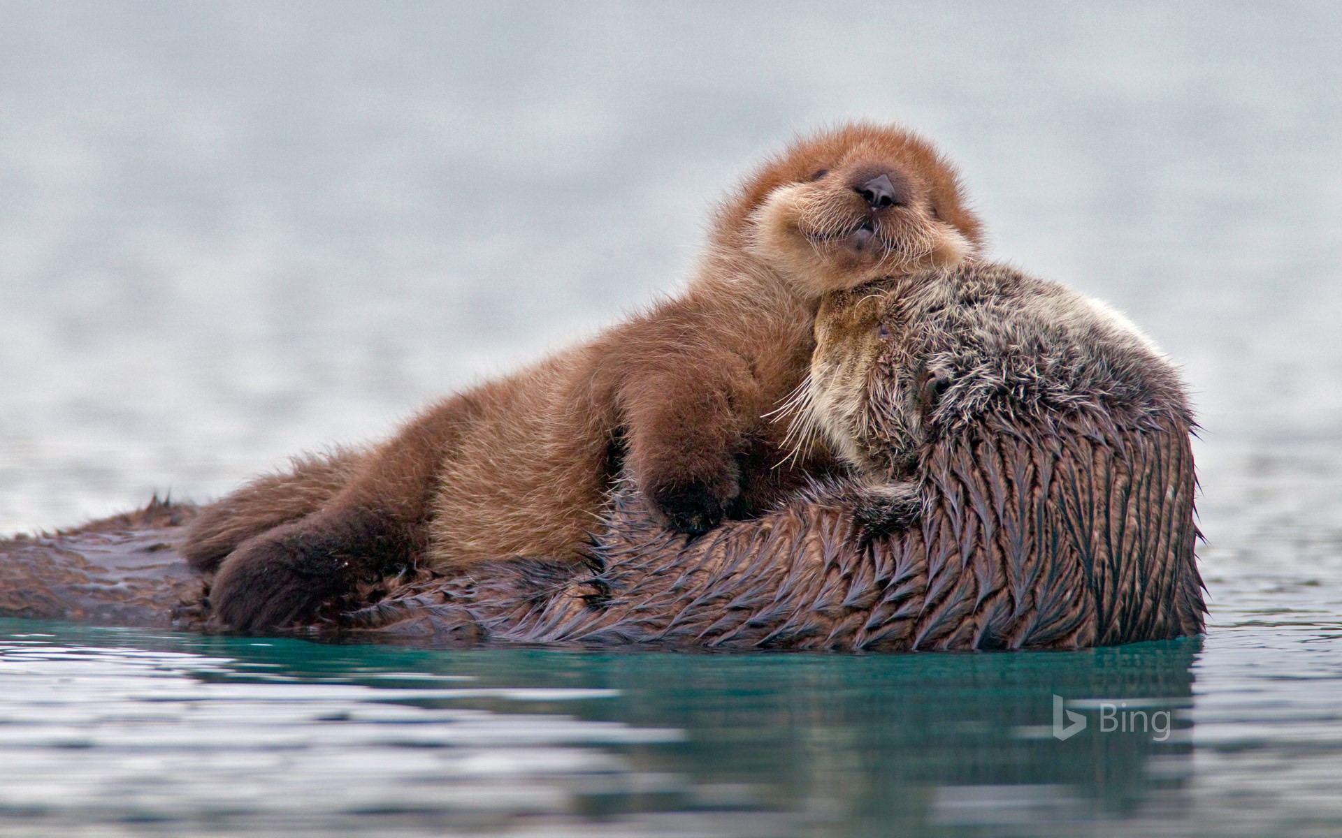 Download Animal Sea Otter Image