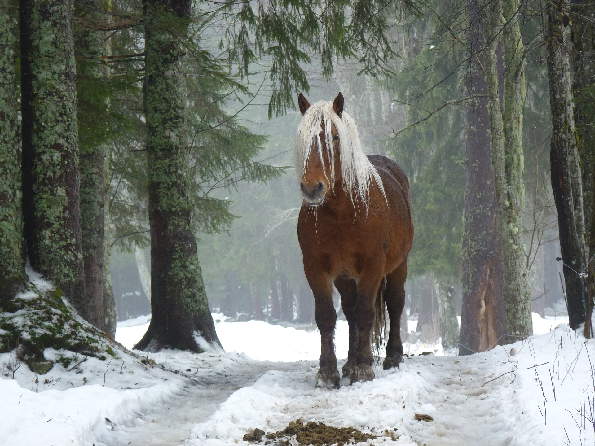 Horse in a Winter Forest by Miss_color