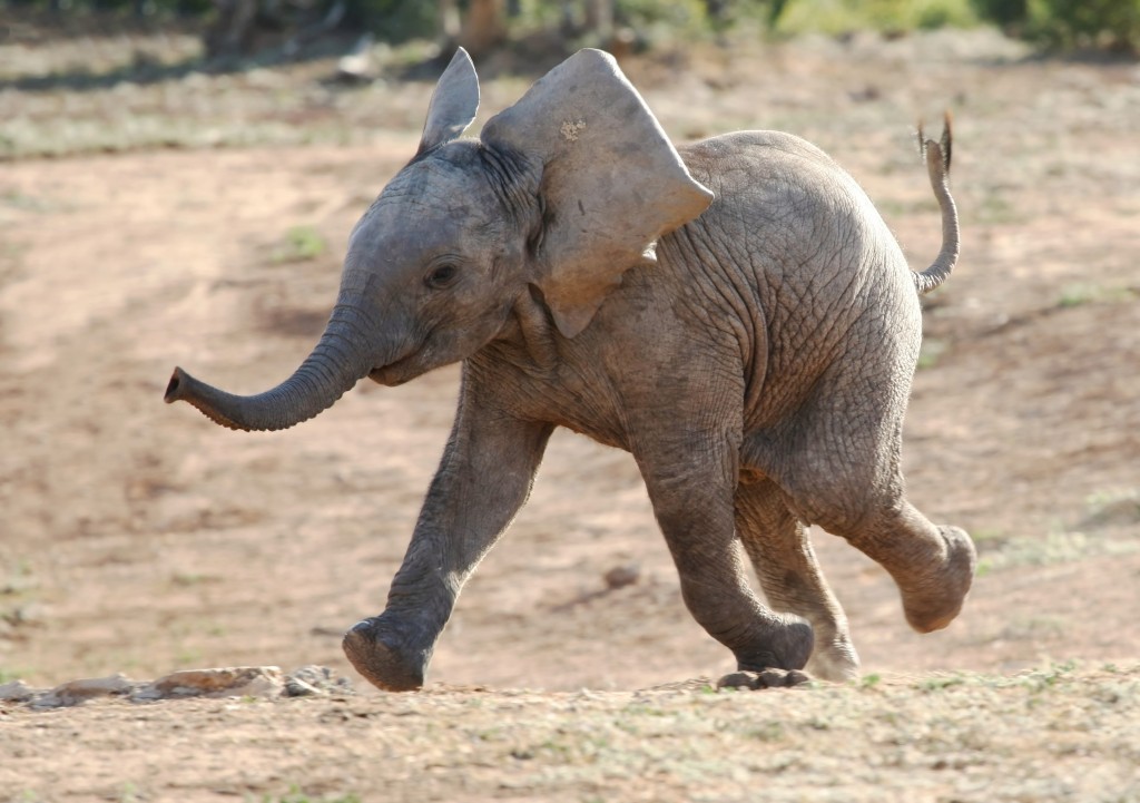 Elephant Calf Image Abyss
