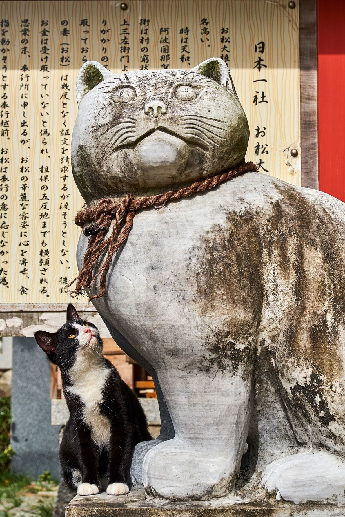 Black and White Cat looking Up at a Cat Statue