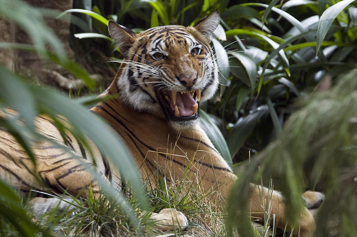 Tiger of Malaysia - Image Abyss