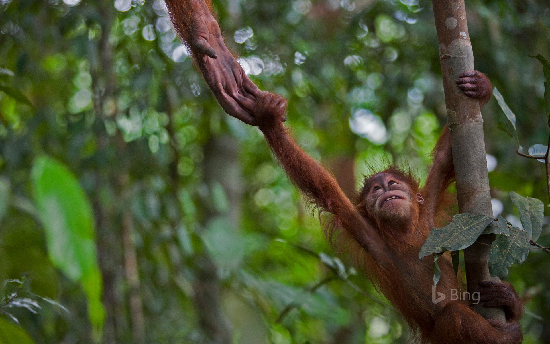 Infant Sumatran Orangutan at Gunung Leuser National Park, Indonesia