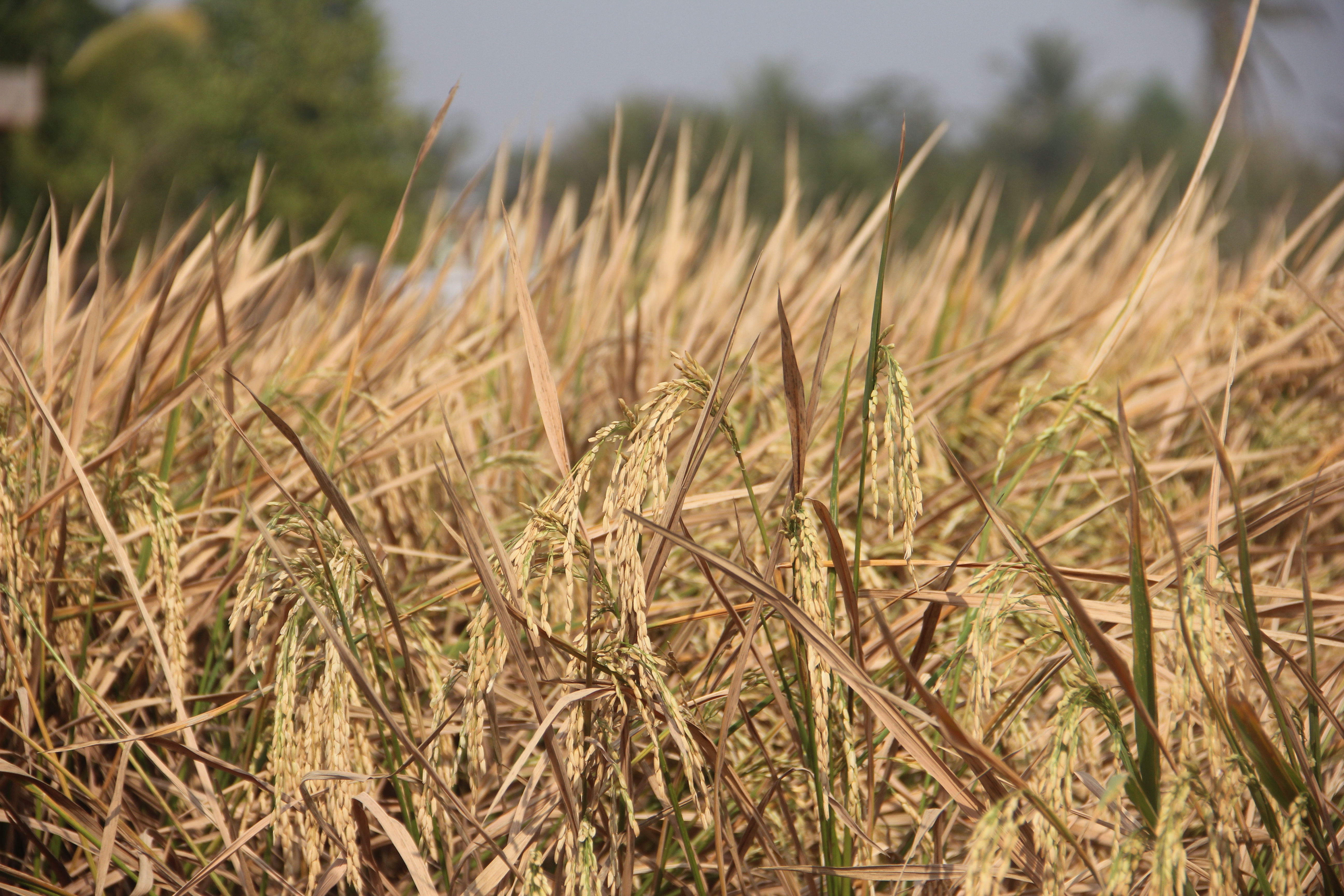 Padi (rice) Field by Nautiluss