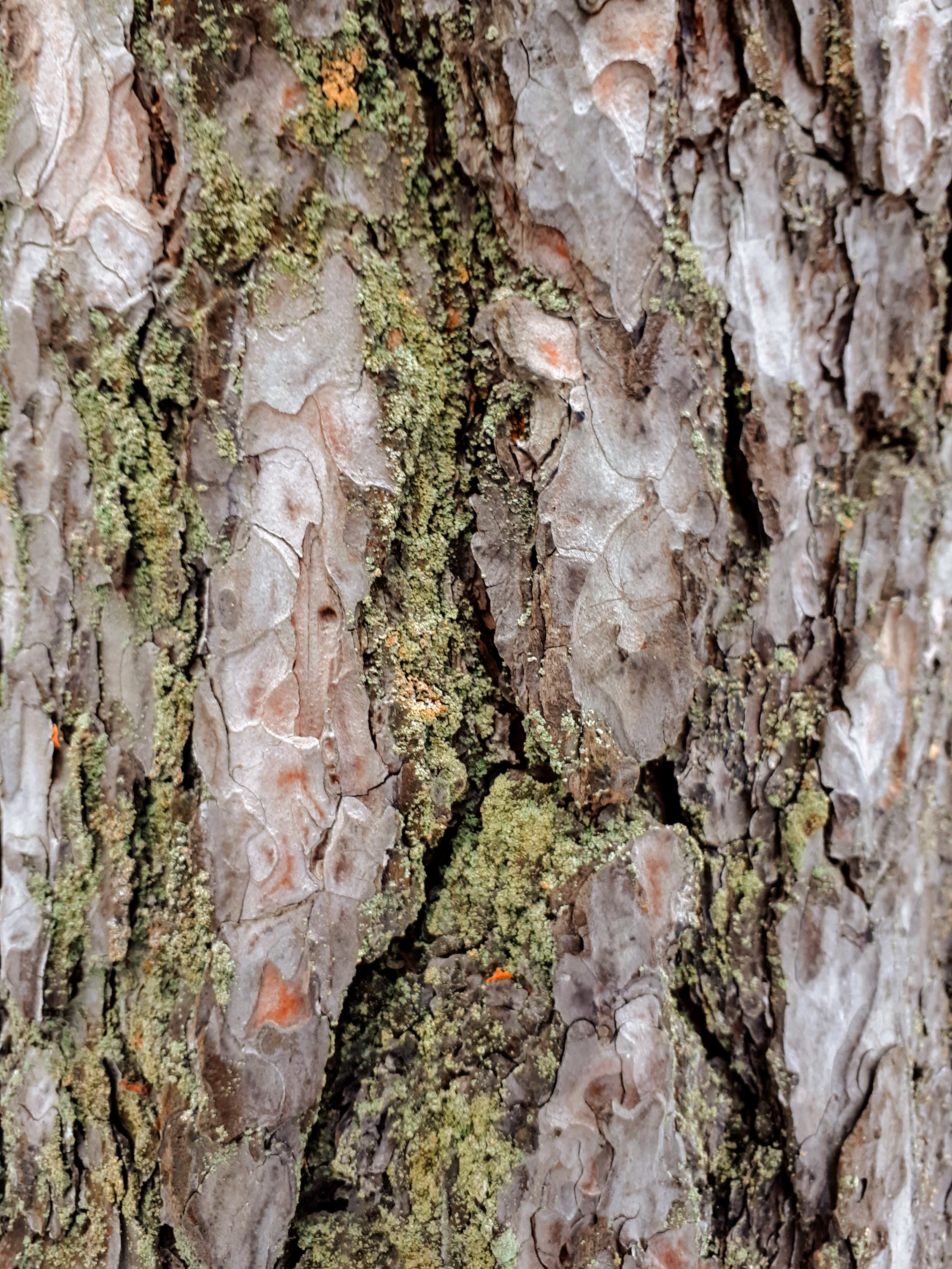Bark Picture by Roman_Evseenko