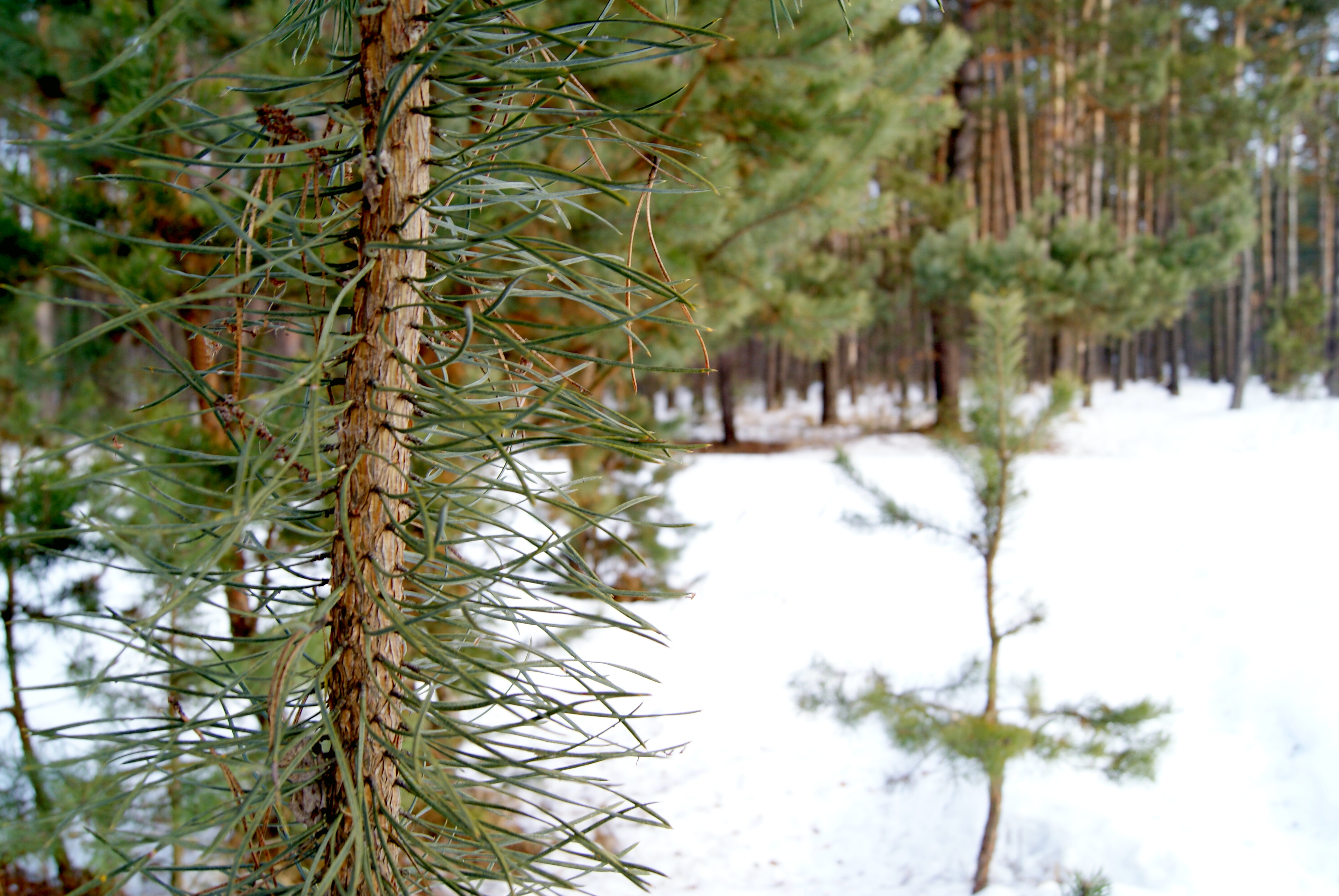Pine by Roman_Evseenko