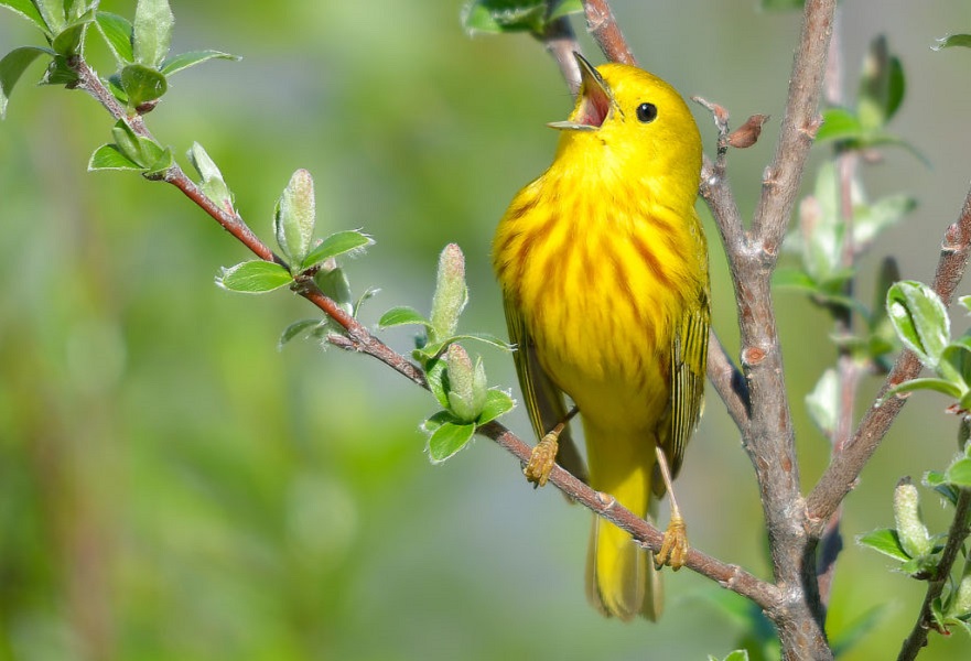 Chirping yellow bird