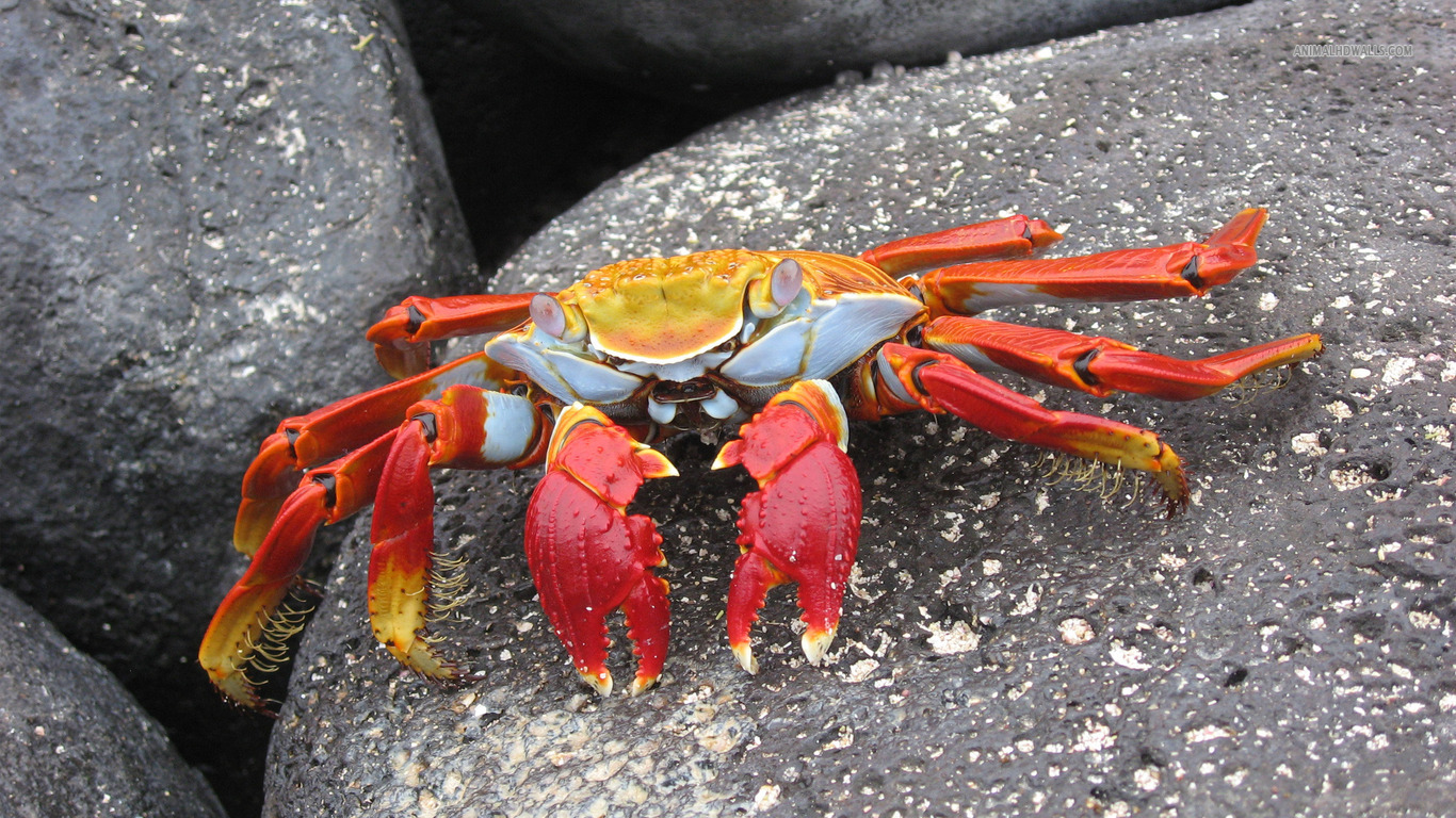Red and Yellow Sally lightfoot crab
