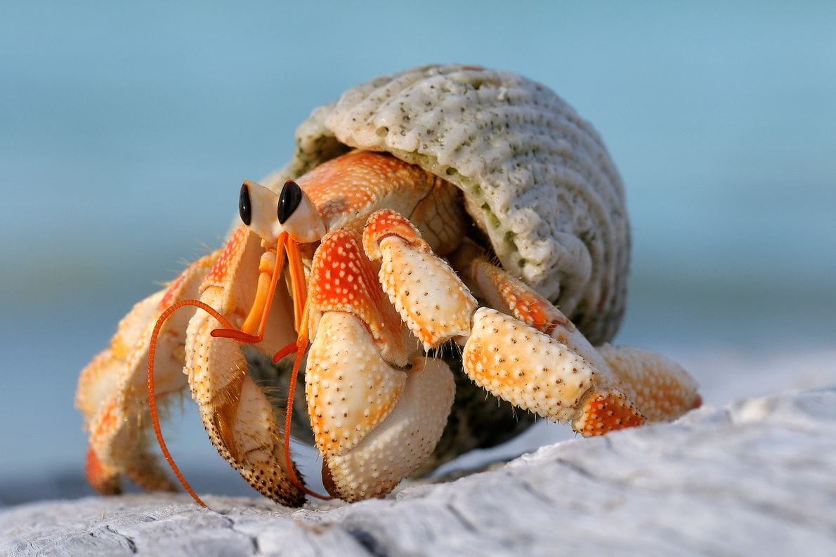 Do Hermit Crabs Shed Their Skin
