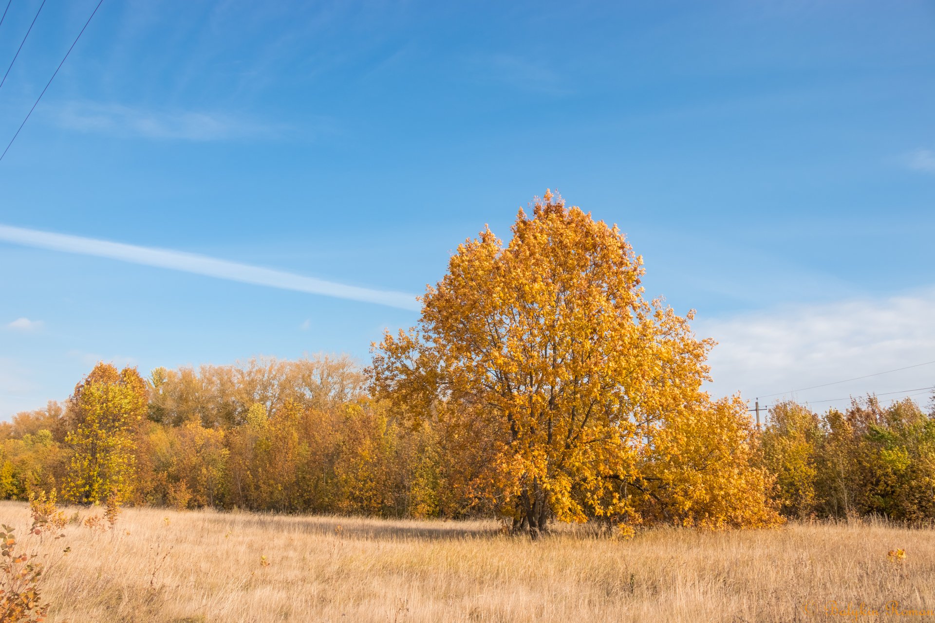 Download Fall Nature Tree Image by Vergilius
