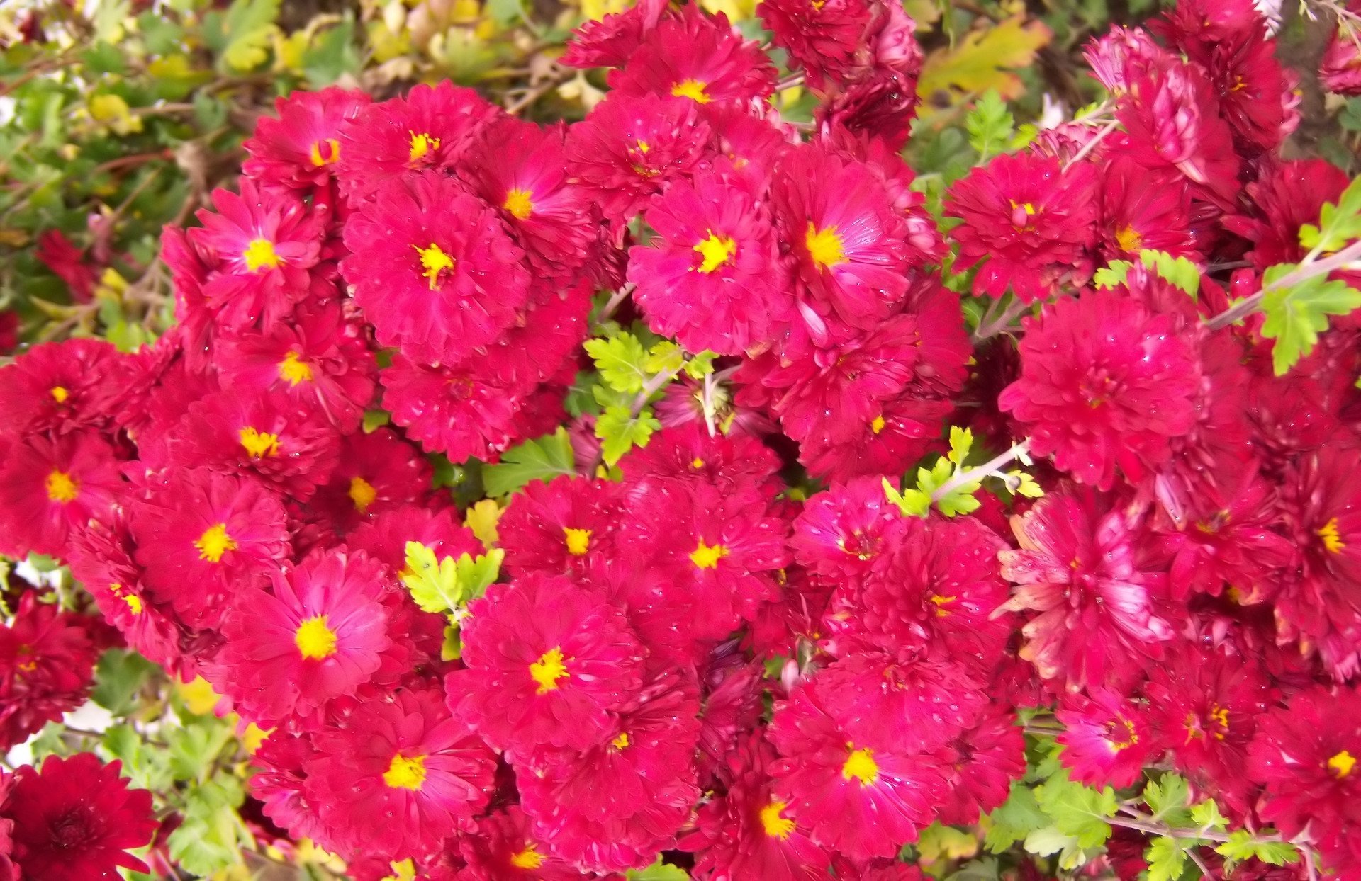 nature chrysanthemum Image