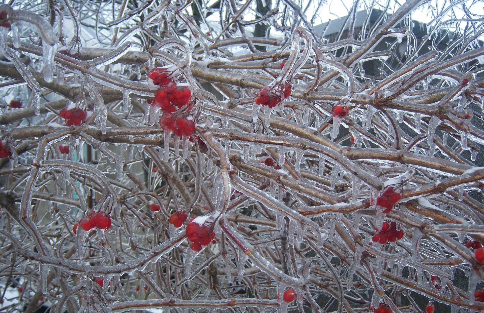 viburnum food berry Image