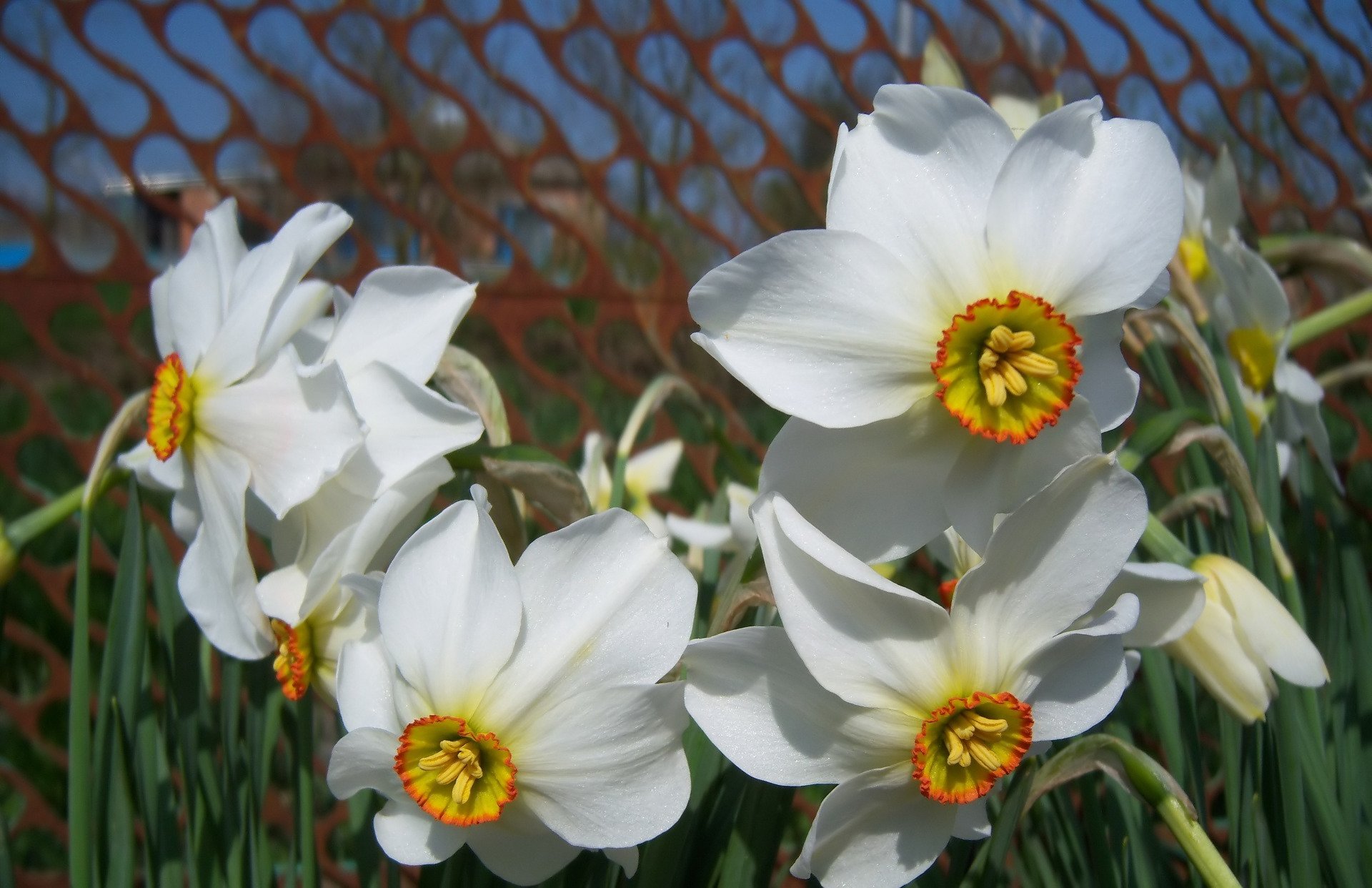 nature daffodil Image