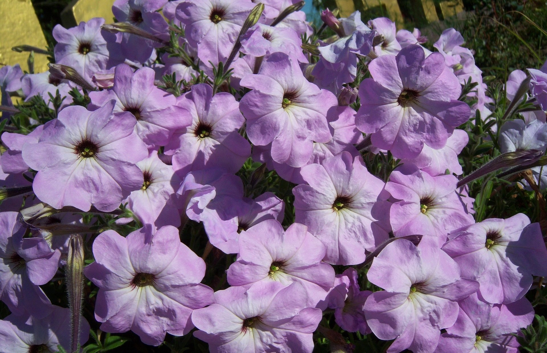nature petunia Image