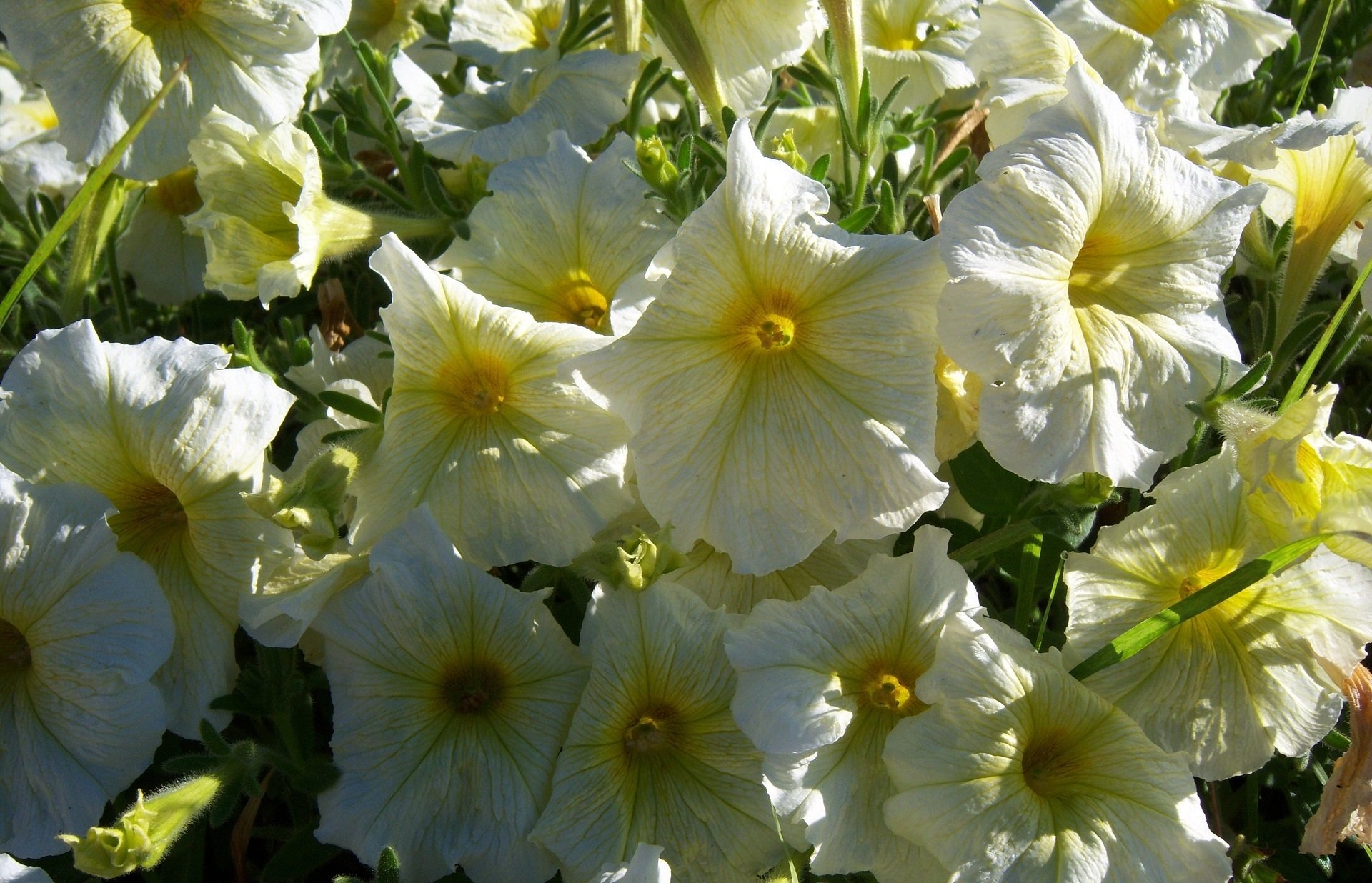 nature petunia Image