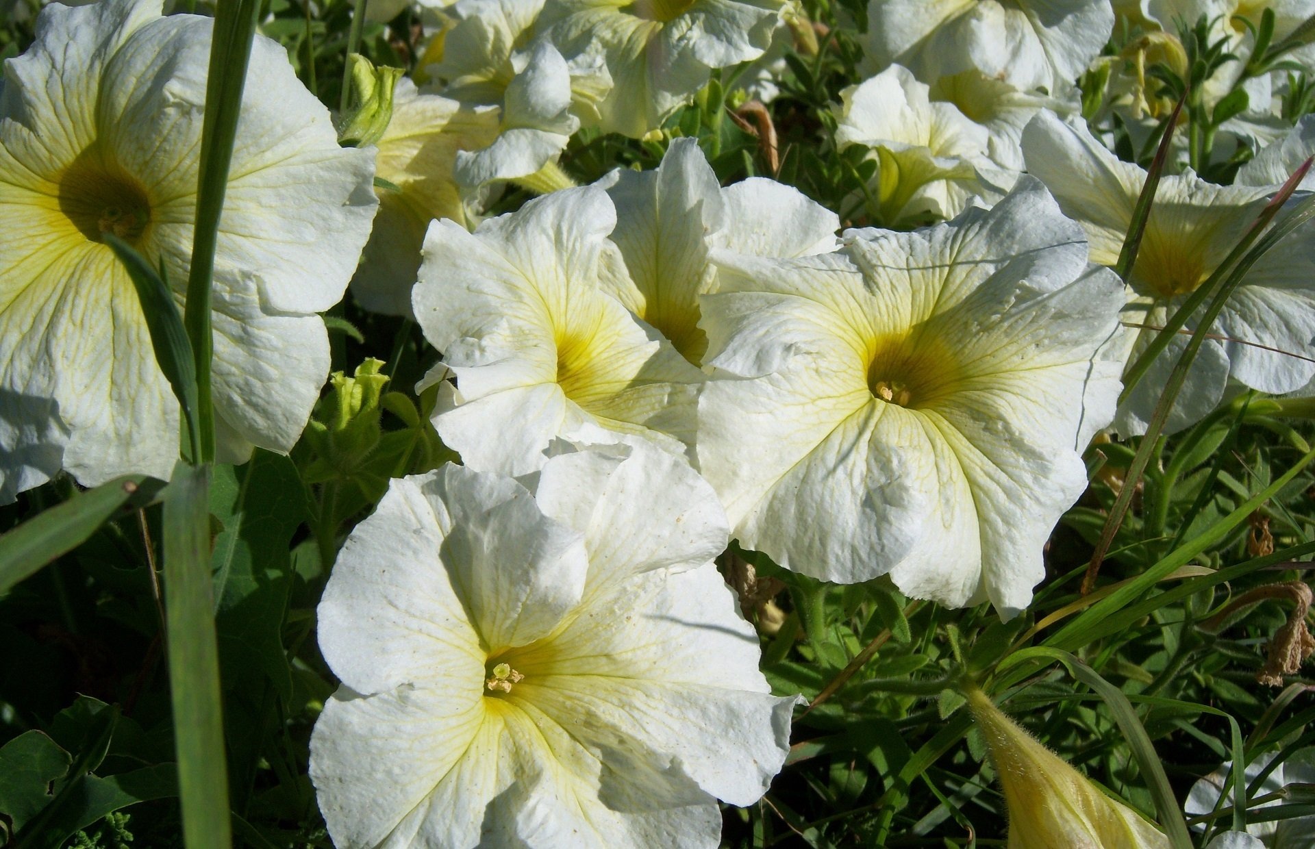 nature petunia Image