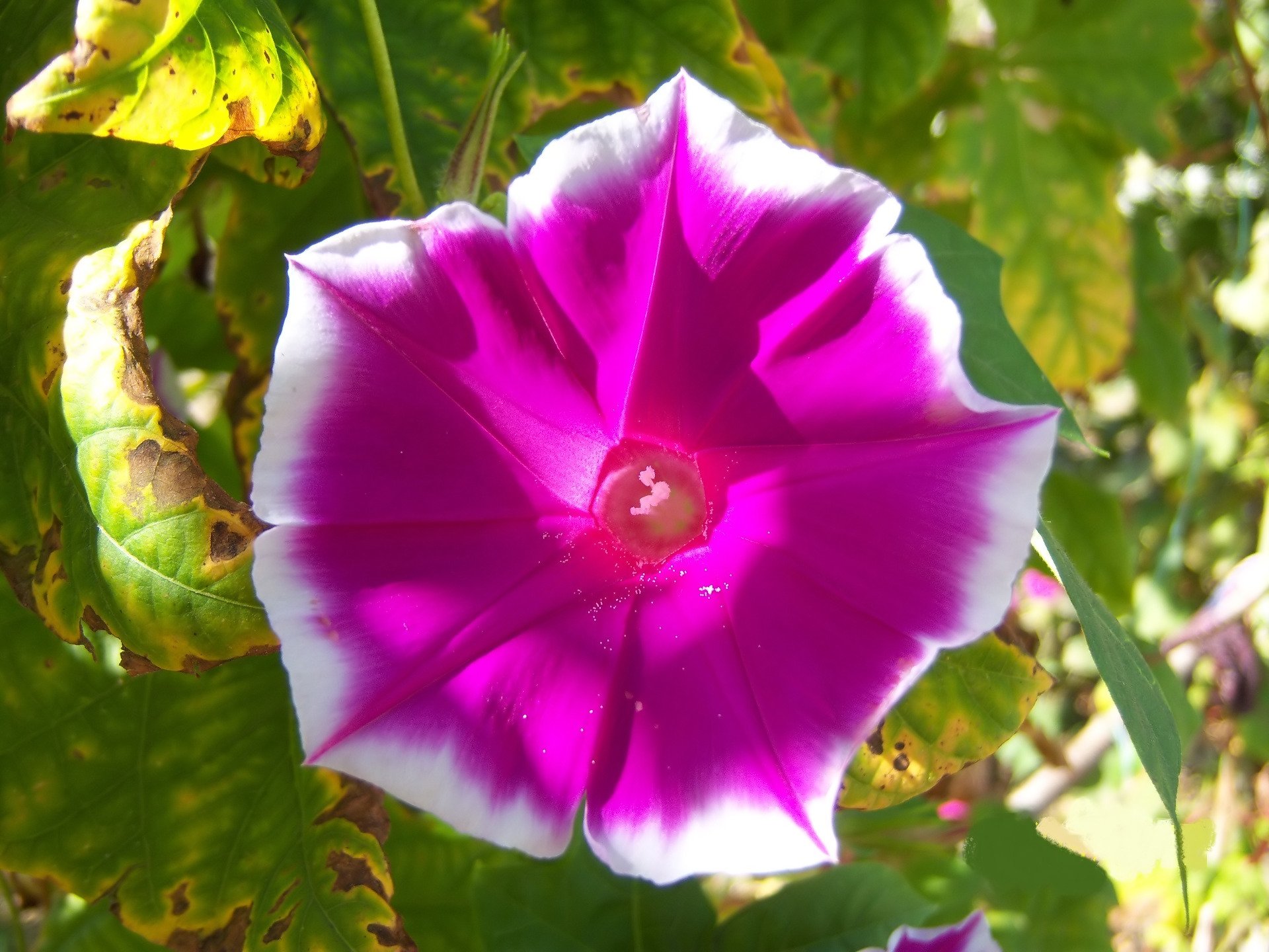 Download Nature Flower Image by Meduzanol