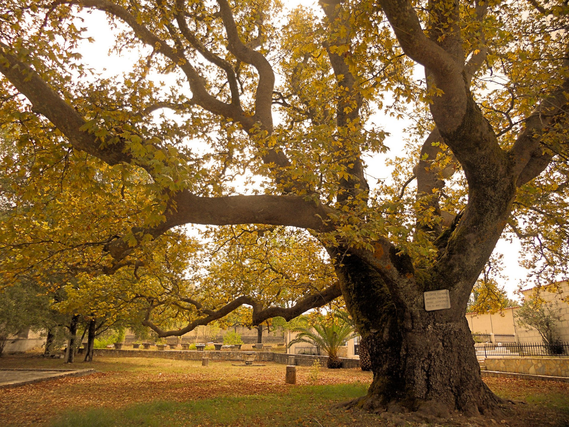  Kefalonia - Agios Gerasimo's plane tree