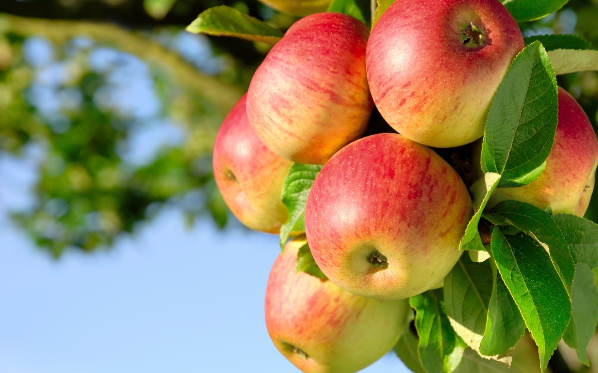 A close-up of ripe, red apples hanging from a tree branch, surrounded by green leaves and a clear blue sky in the background.