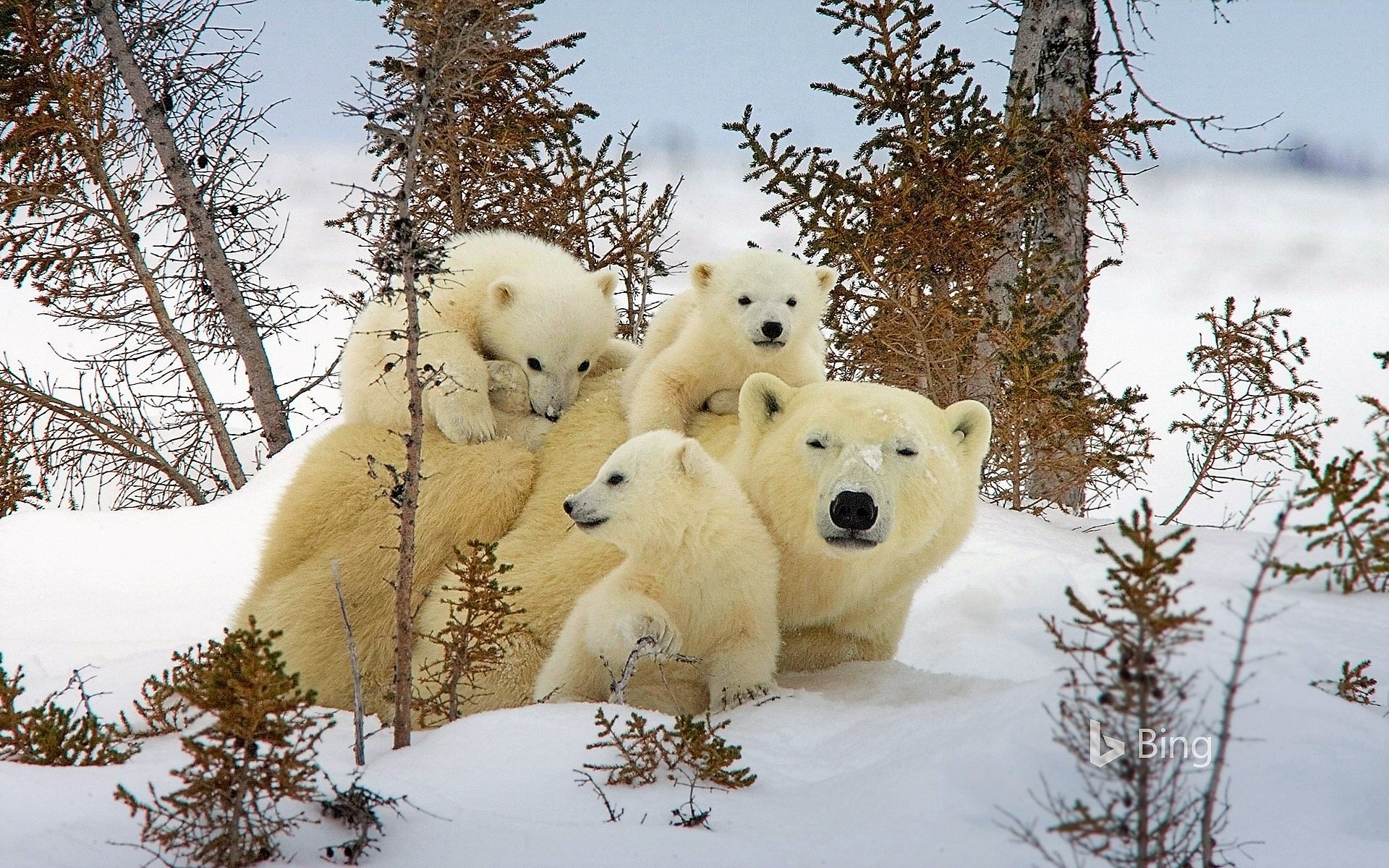 Обитатели снегов. Белые медведи в Канаде. Белый медведь в природе. Медведица с медвежатами. Зимние животные.