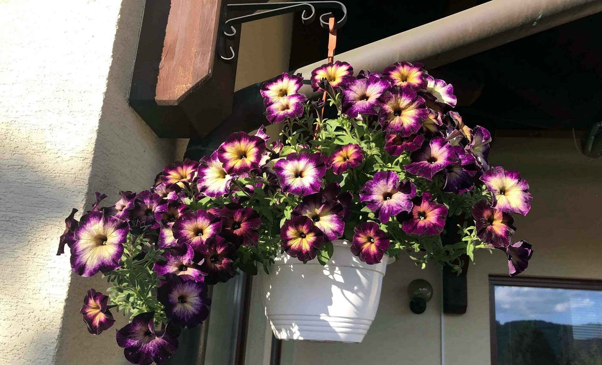 petunia man made flower Image