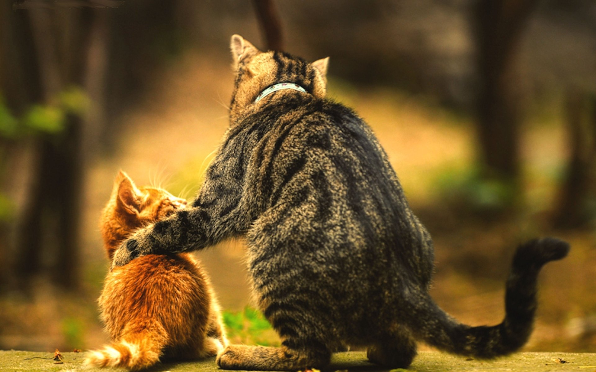 A tabby cat affectionately embraces an orange tabby kitten, both sitting together in a serene, natural setting, showcasing their bond and companionship.